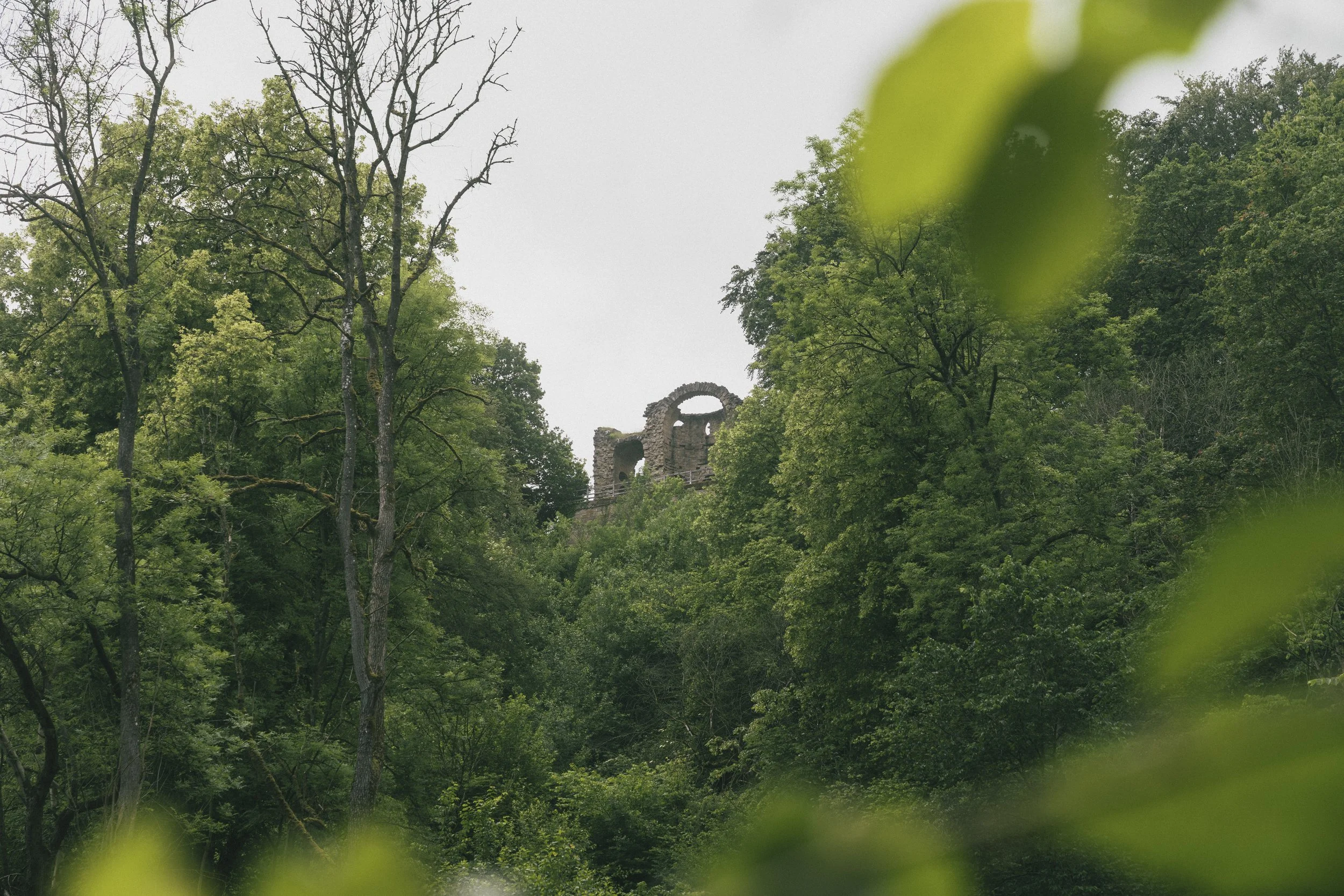 Hackfall Wood 17