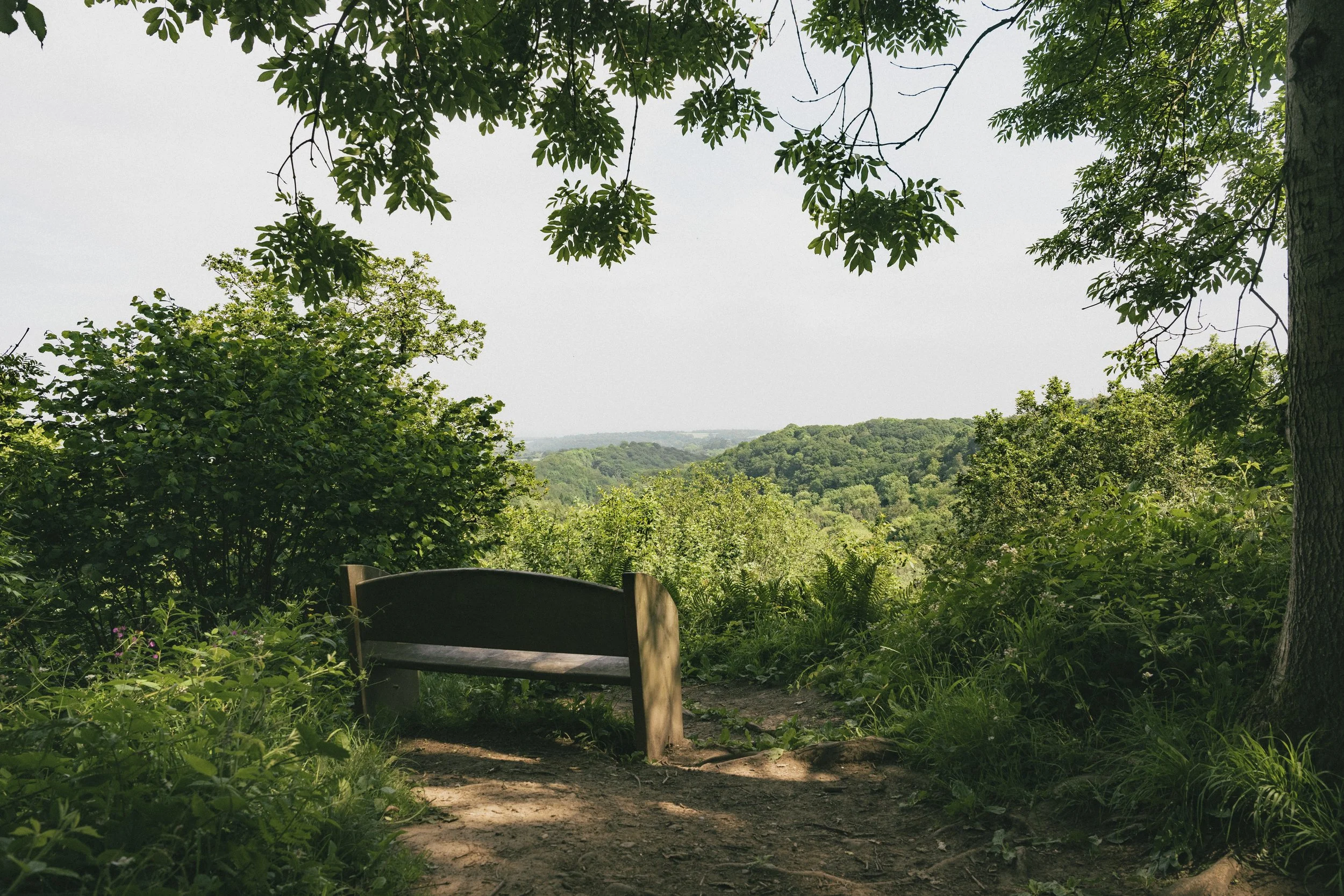 Hackfall Wood 22