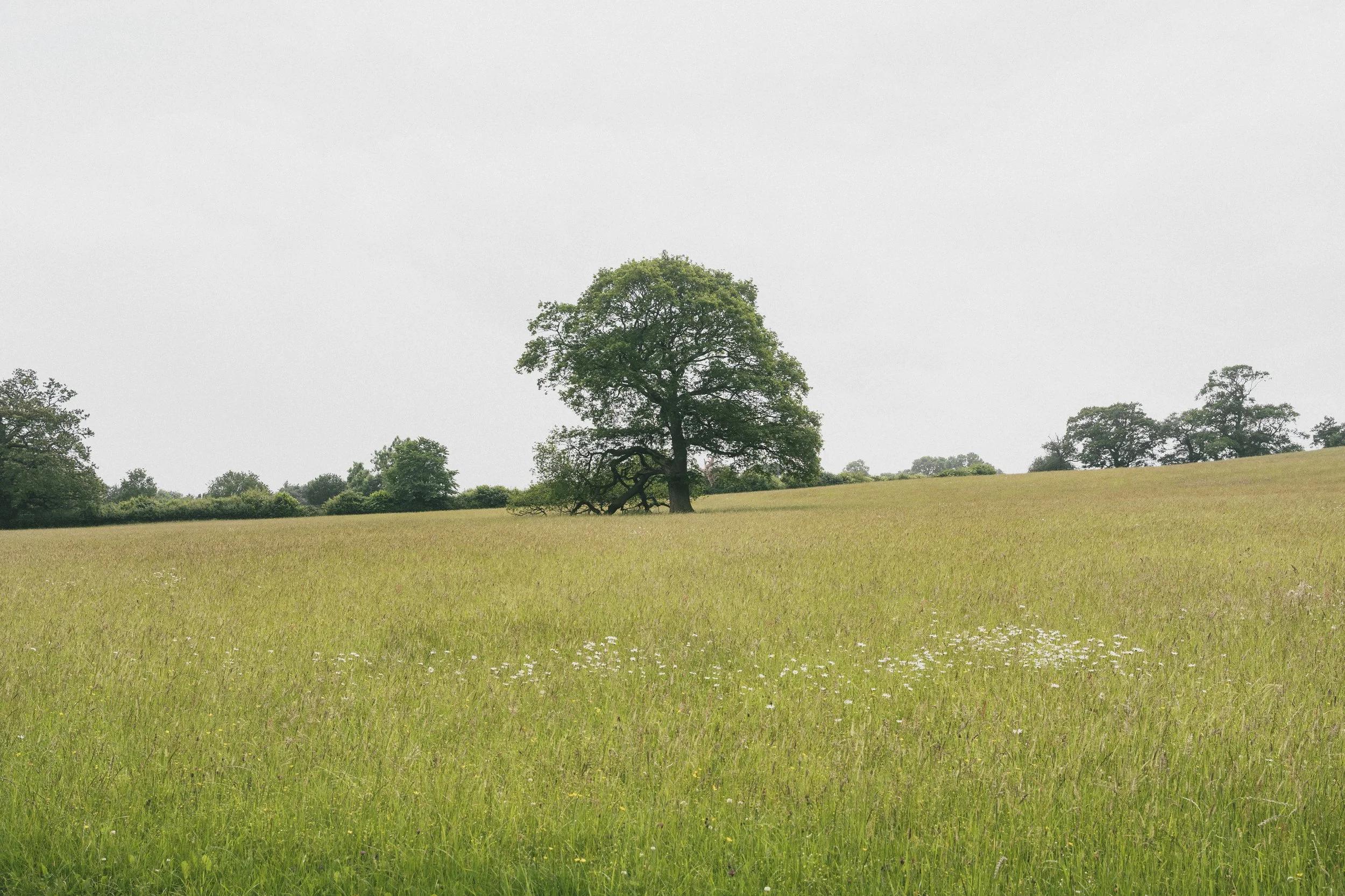 Hackfall Wood 21