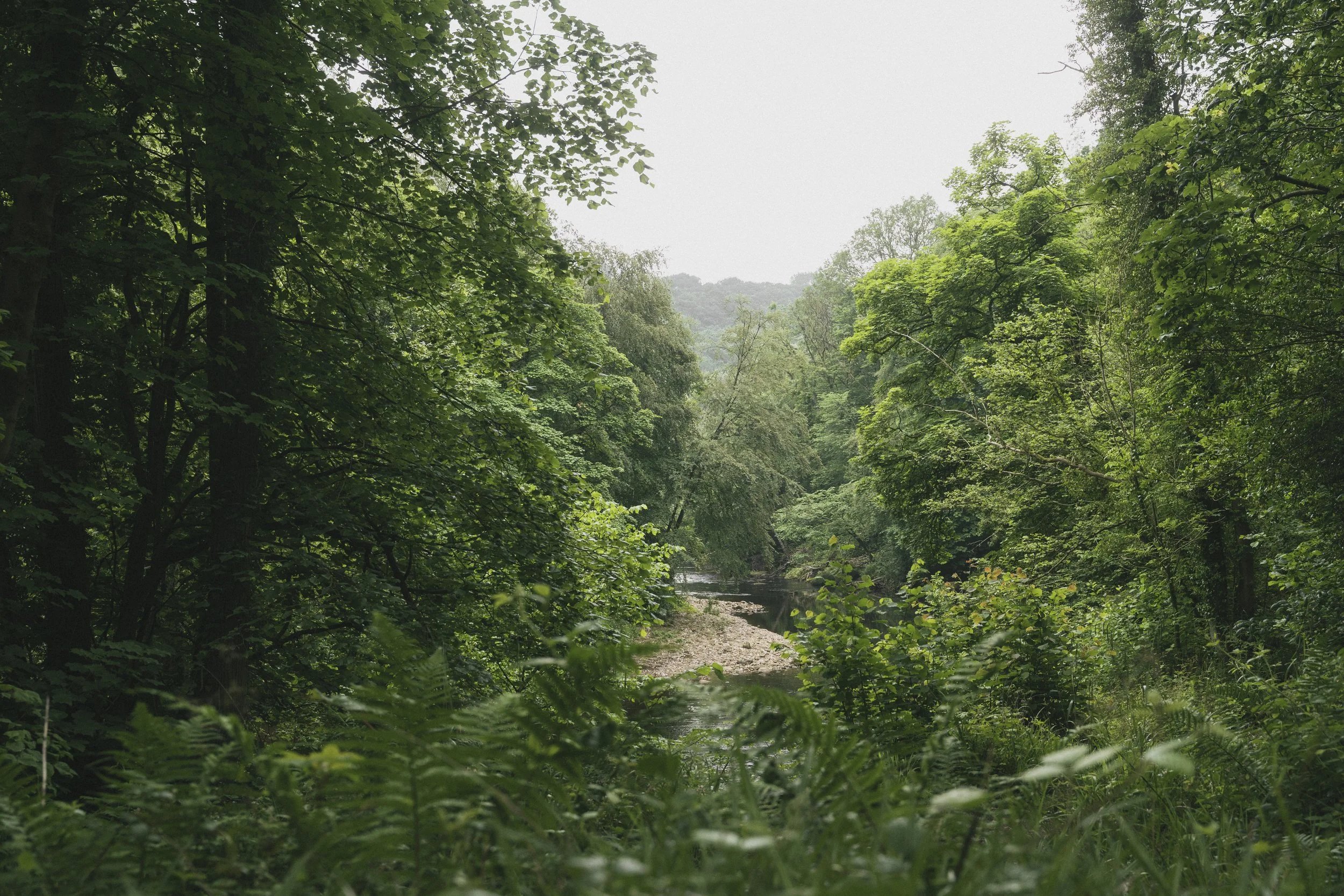 Hackfall Wood 6
