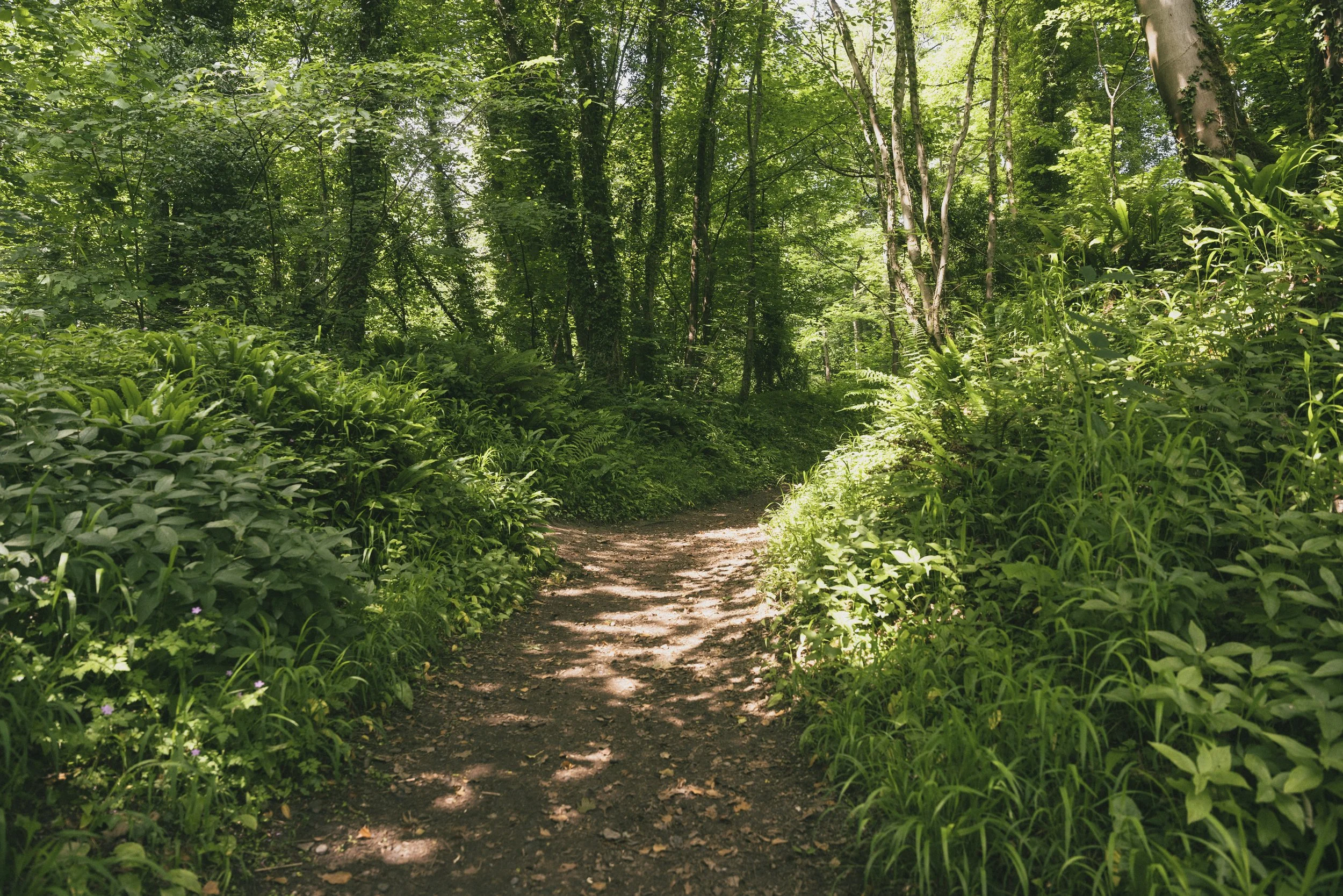 Hackfall Wood 15