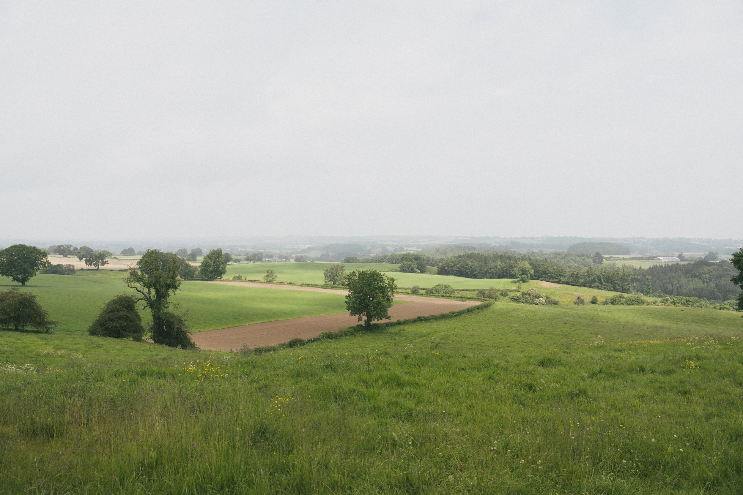 Hackfall Wood 1