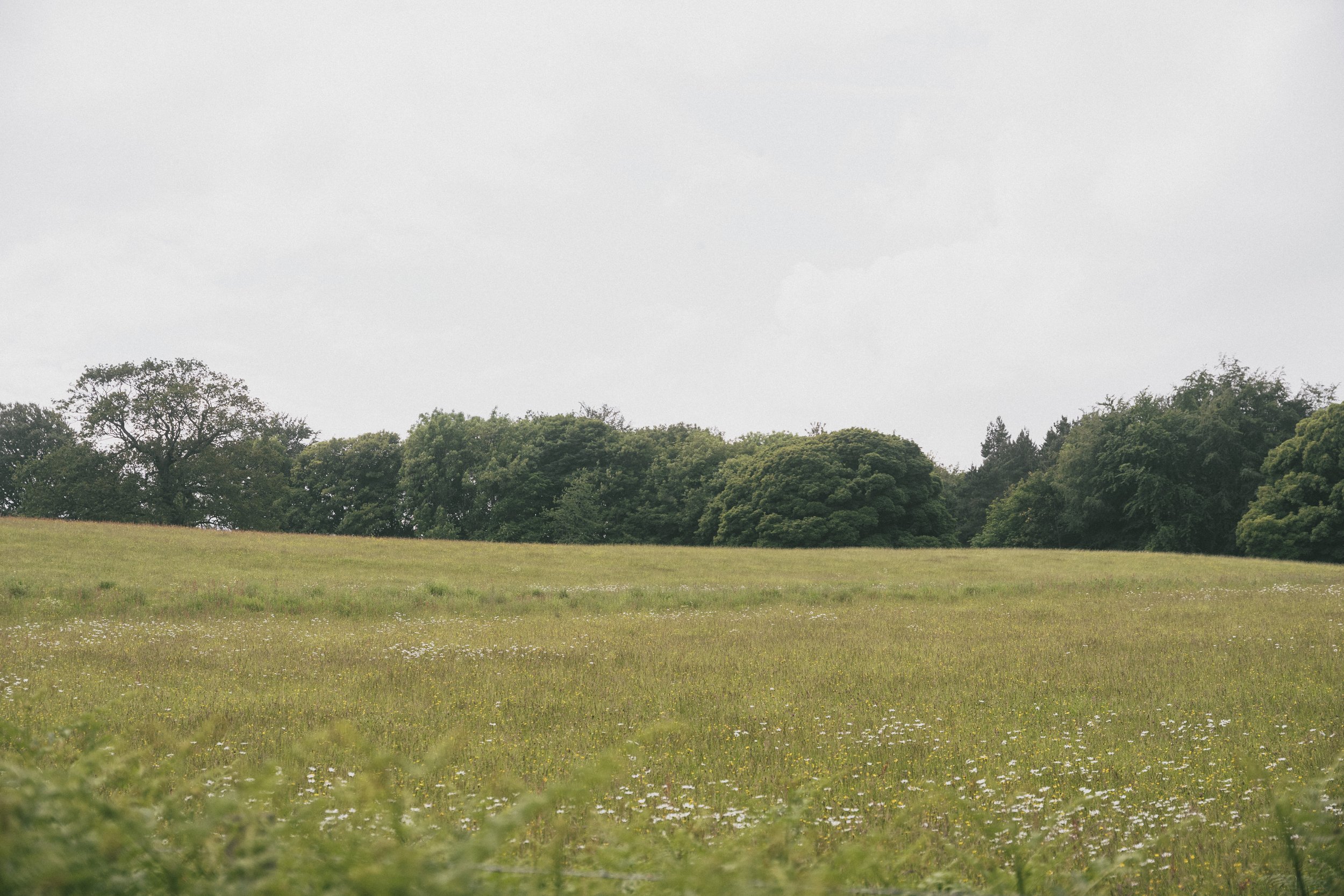 Hackfall Wood 19