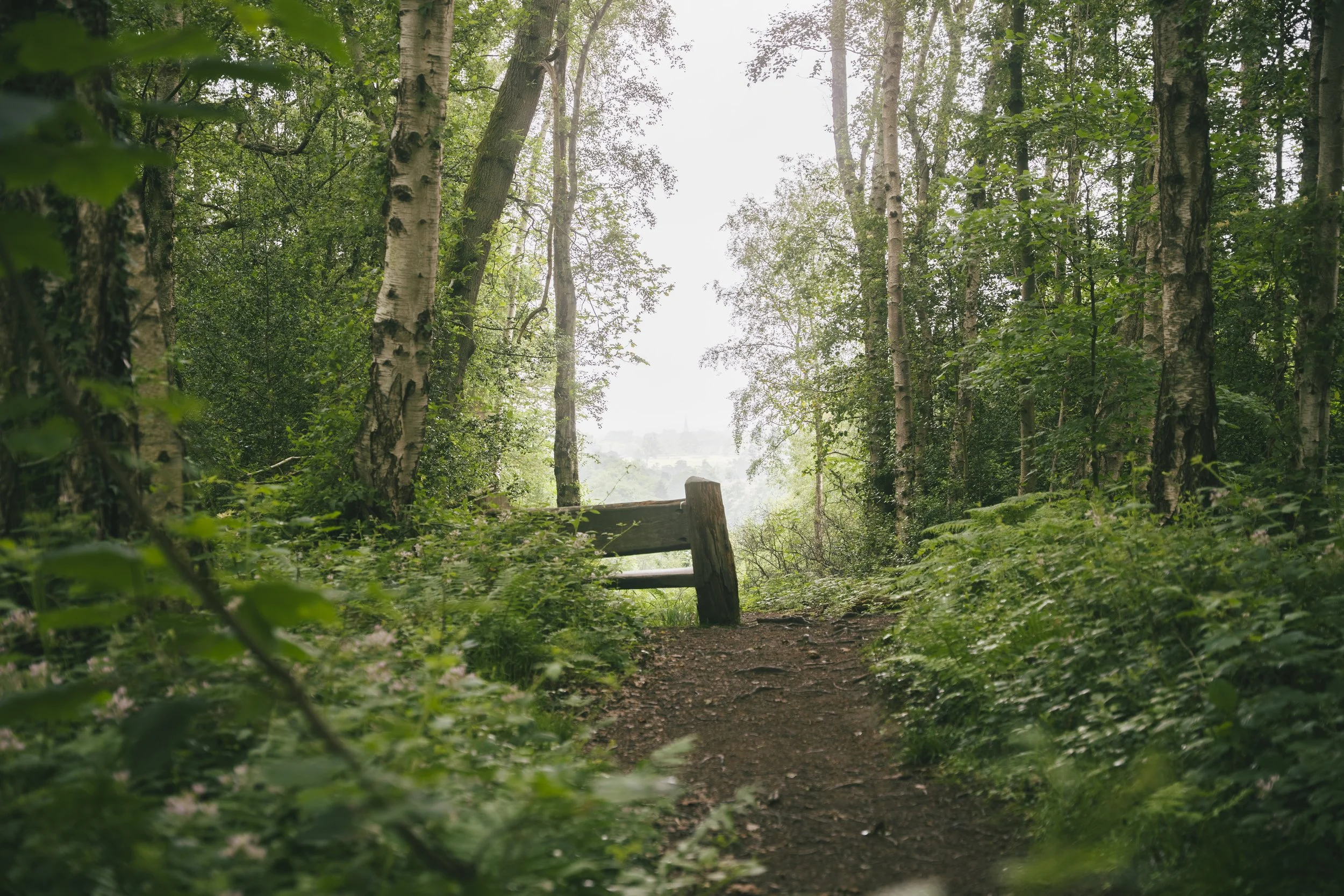Hackfall Wood 4