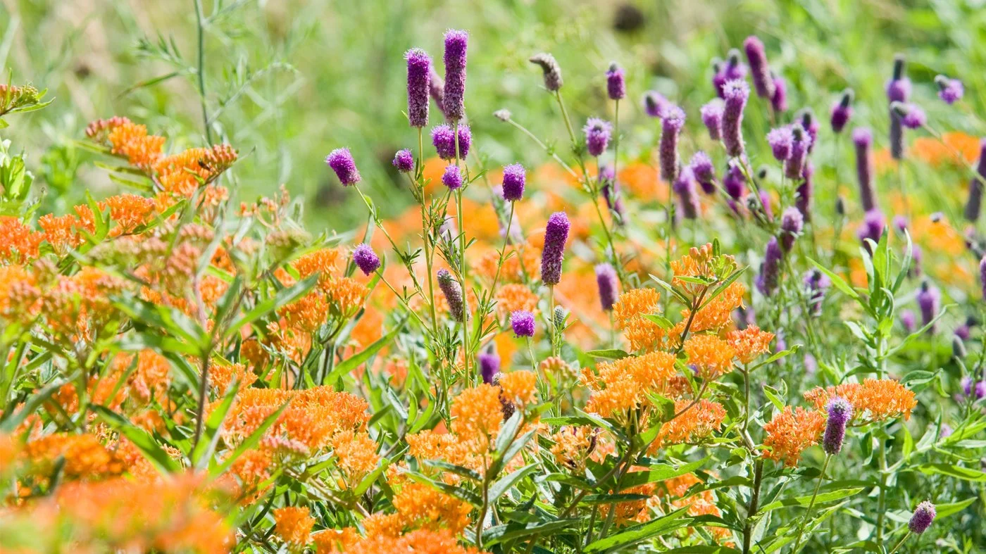 Ray Graham Gardens