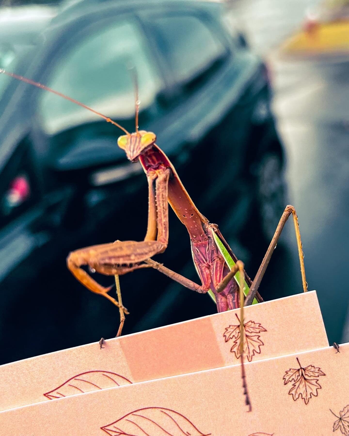 Praying mantises are MV's own good luck charm! Swipe to see your March fortune based on your building at Mountaineer Village! Best of luck! #appstate #studentliving #mountaineervillage