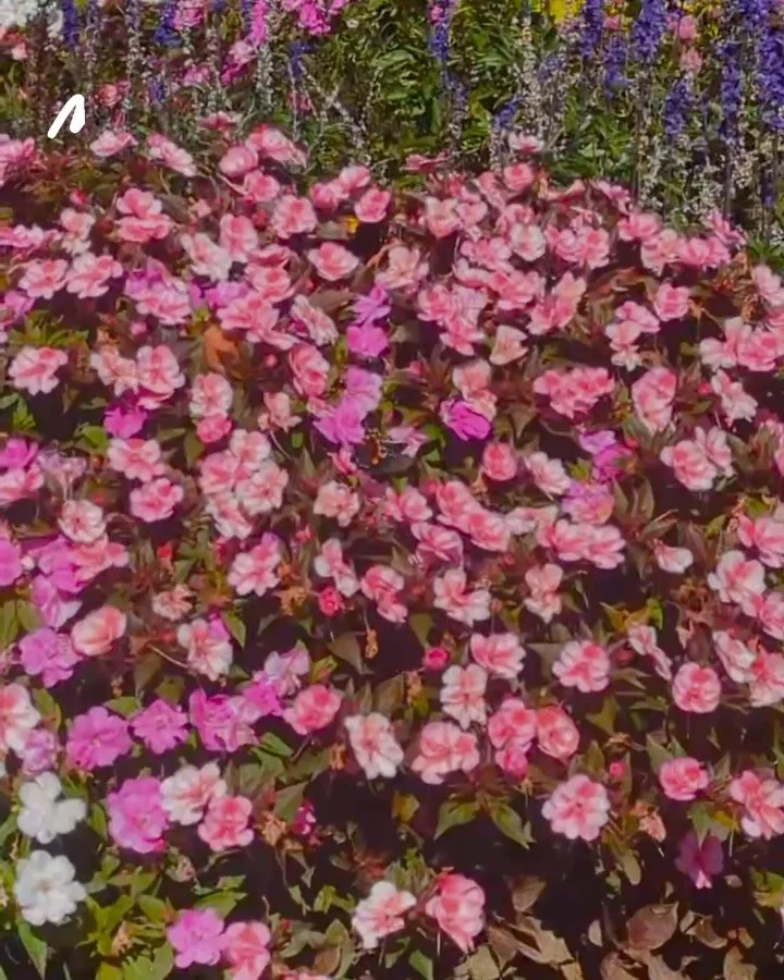 Come see us @ Booneshine tonight for trivia with friends, and keep the party going all month long with some of these awesome events! 

#appstate #mountaineervillage #boonenc #studentliving #828isgreat