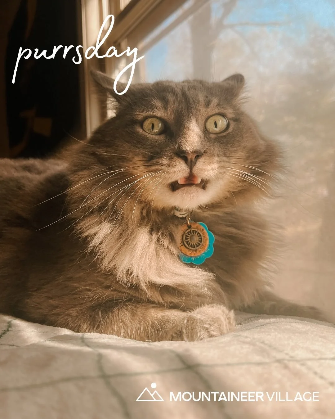 Happy Purrsday from our pet friendly community!

We have some wonderful contestants this week: Chandler, Ringo, Carlos, and Kurt, but there can only be ONE cat and ONE dog winner! To vote for your favorite:

1. Comment below with which cat and/or whi