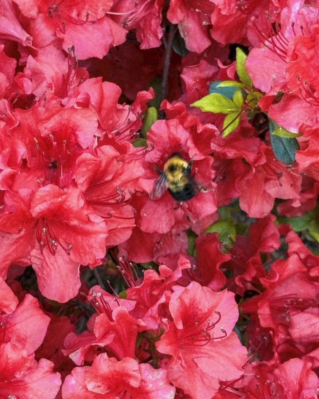 We're positively buzzing about our latest special - get $60 off per month when you sign a premium lease, taking the base price down from $1035 to $975! A limited amount of spots are available at this price, so take advantage of our waived app and adm