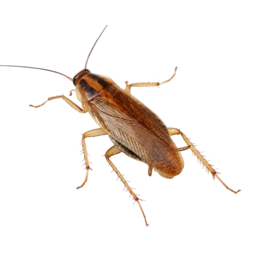 Insecticidas en gel y líquido para eliminación de cucarachas