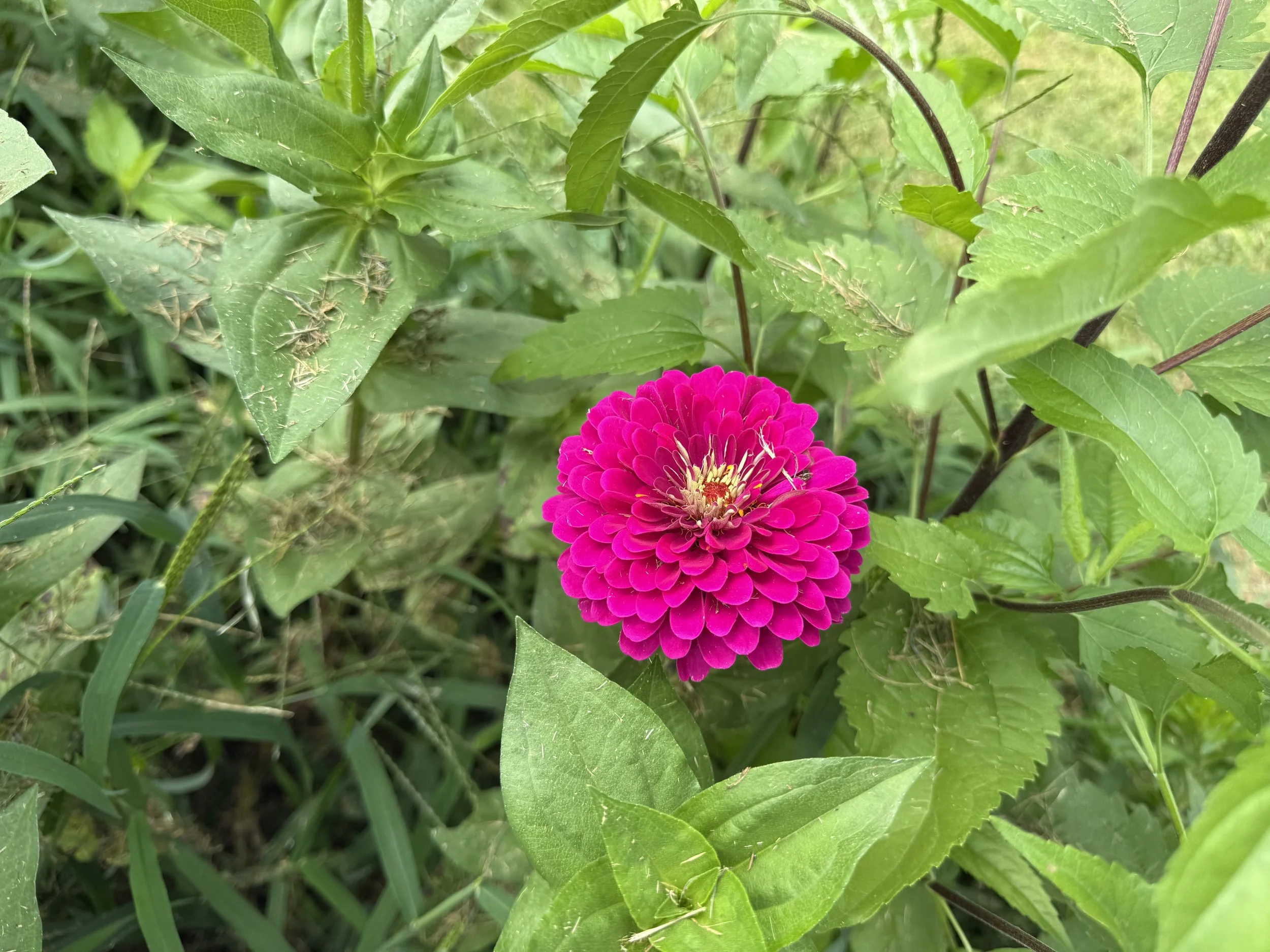A vibrant pink zinnia flower blooming among green leaves and grass.