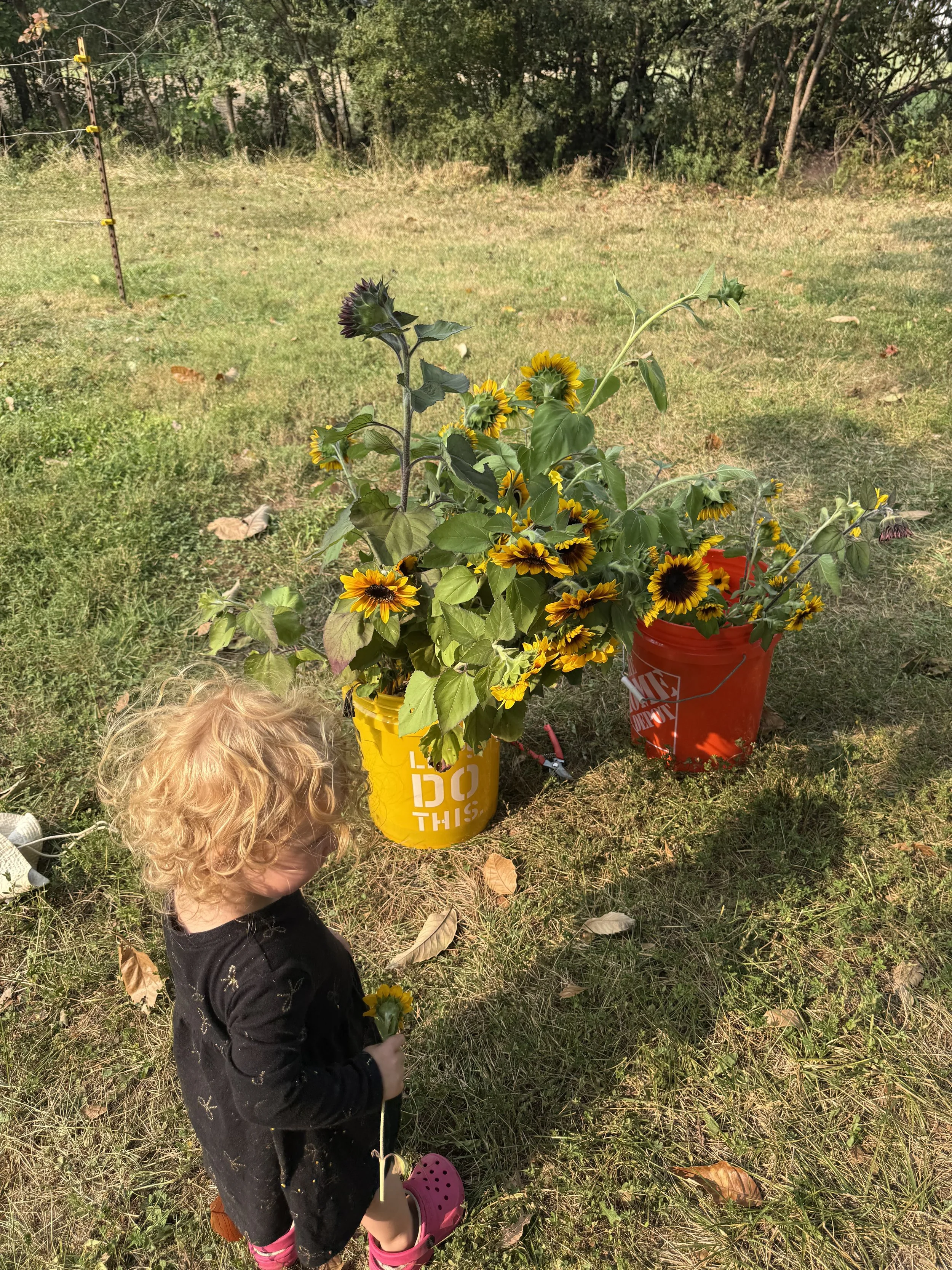A young girl with curly blond hair wearing a black dress and pink Crocs holding a sunflower stem while looking at two buckets filled with blooming sunflowers, placed on a grassy area with trees in the background.