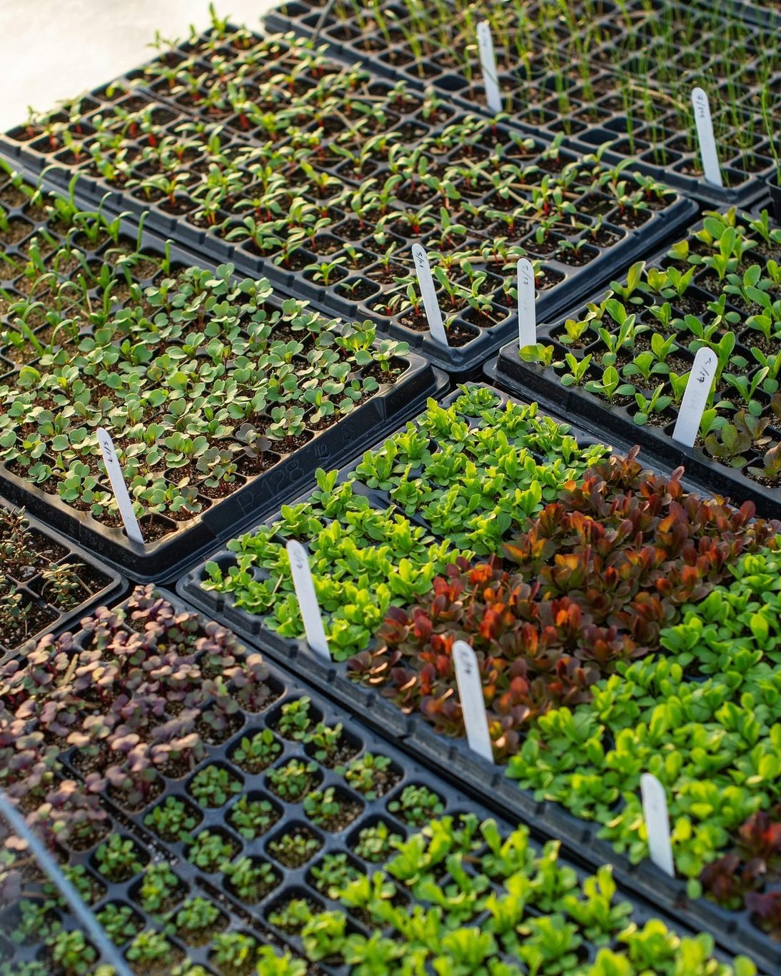 Here&rsquo;s what we grow for our local community:

🥚 Pasture-raised eggs
🌸 Seasonal cut flowers
🌱 Strong, healthy plant starts

#NovaLocal #DreamlandFamilyFarm #LocalFarmVA #SeasonalGrowing