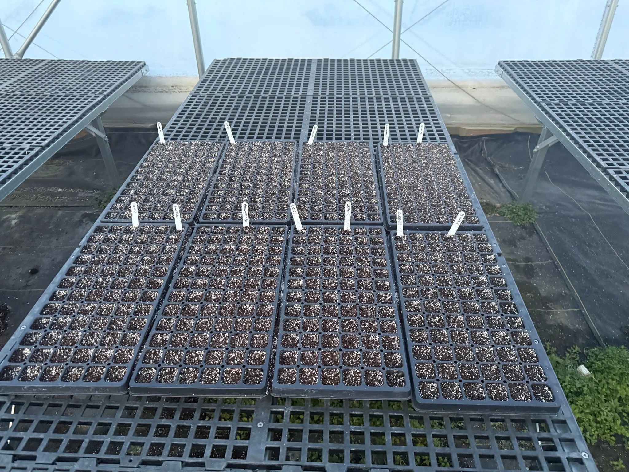 Seed trays for our April plant sale are all done!! It feels like the Arctic outside, but the greenhouse is our cozy little escape. We love watching them grow while dreaming of spring 💚

@fauquiereducationfarm #flowerfarmer #womanownedfarm #warrenton