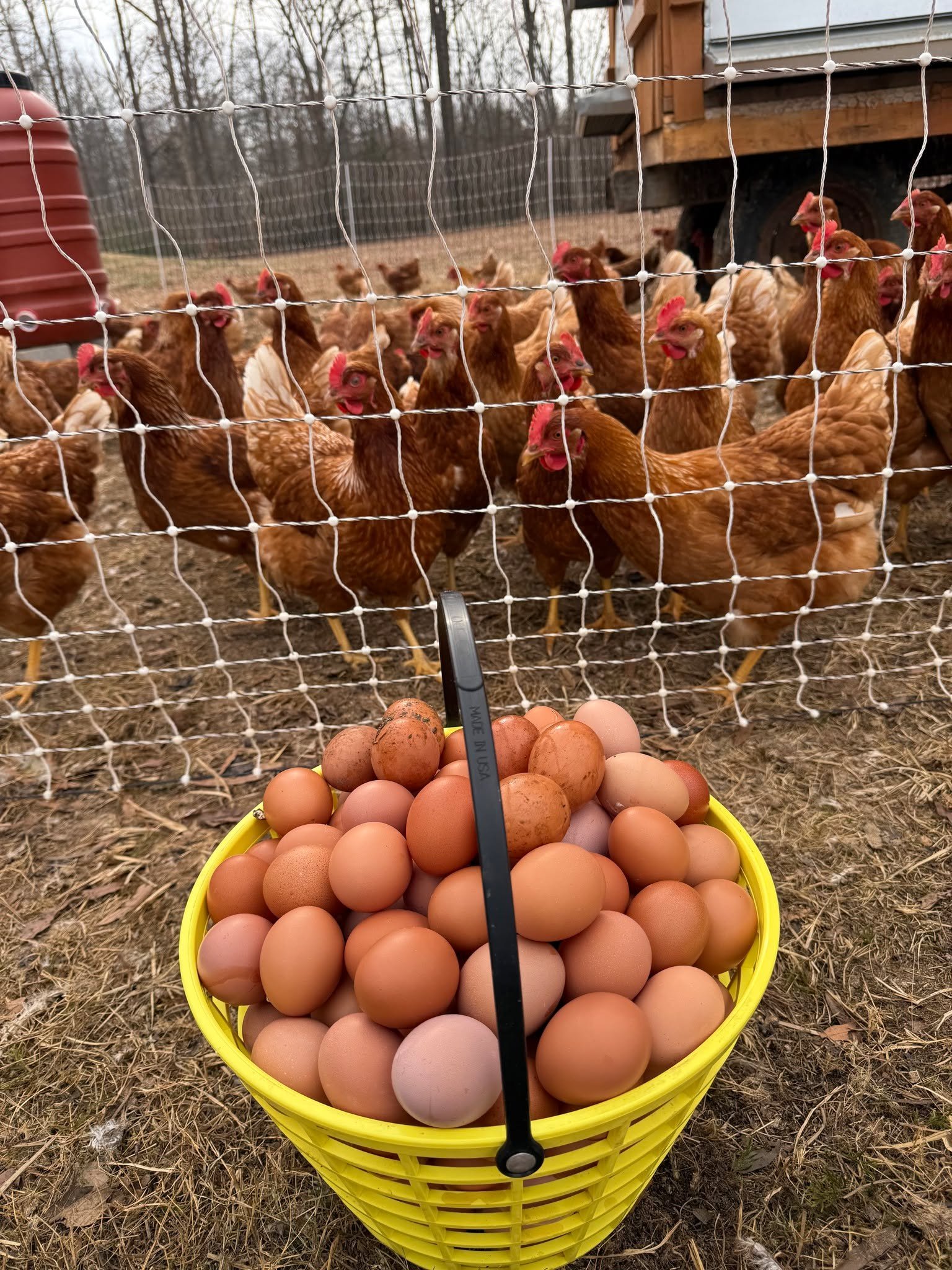Our approach at Dreamland Family Farm

We farm with intention &mdash; caring for the soil, respecting the seasons, and growing things that nourish and delight. From pasture-raised eggs to flowers grown for beauty and joy, everything we do is rooted i