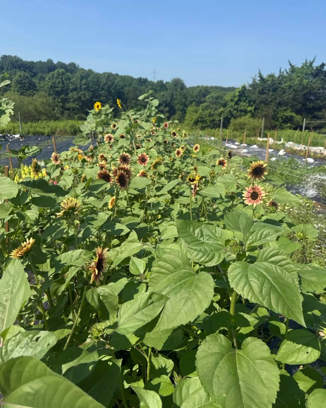 The farm stand is OPEN today and tomorrow from 2:00-6:00 PM!

Come grab fresh flowers and pasture-raised eggs before the heat wave. 🌻🥚

We&rsquo;ll be CLOSED Thursday and Friday because of the extreme temperatures, but we&rsquo;ll be offering local
