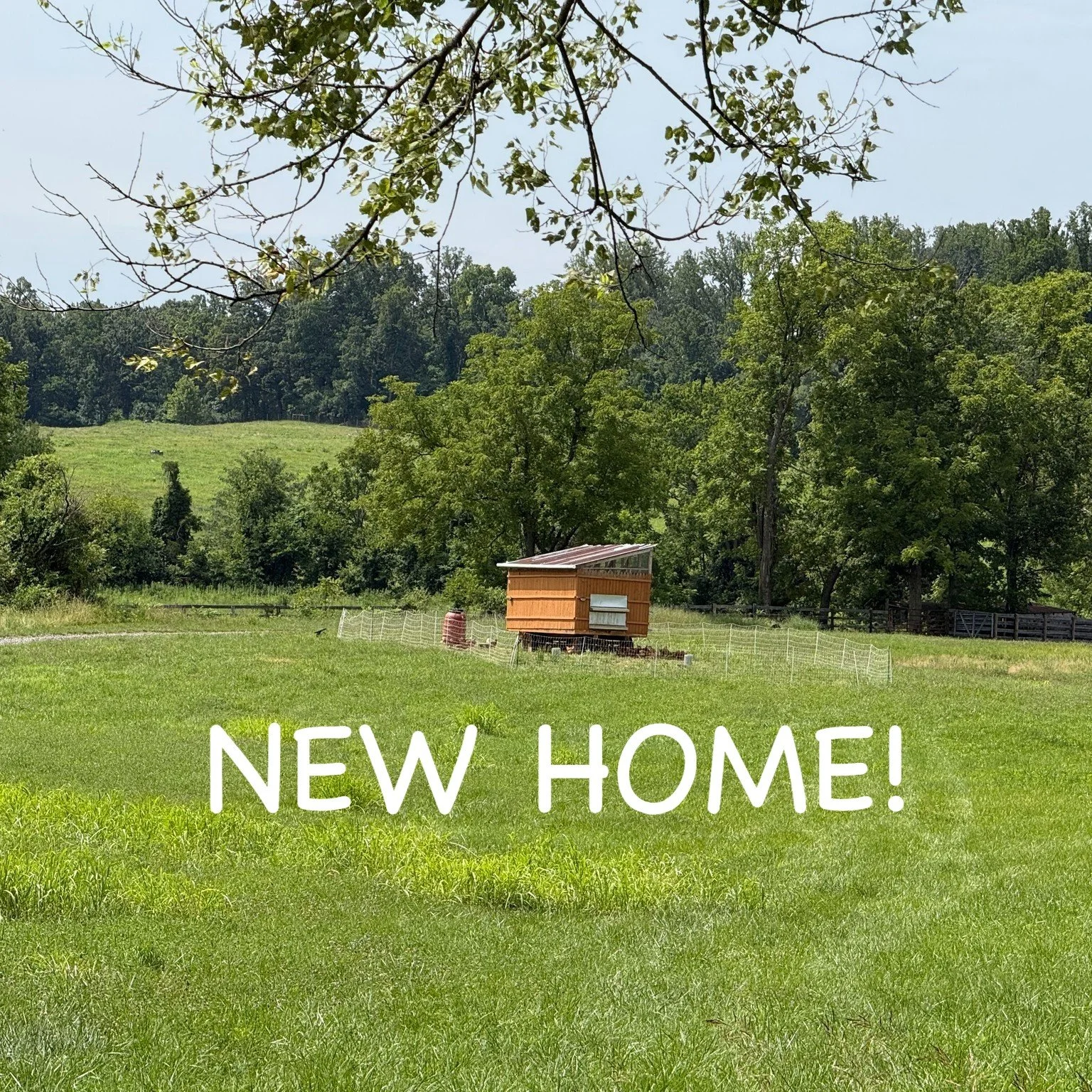 The last couple of weeks have been a whirlwind at @dreamlandfamilyfarm  and @supernovaeggs ❤️

We moved our 200 happy hens to a beautiful new leased pasture, tackled more projects than we can count, and... managed to sell out of eggs for the FOURTH w