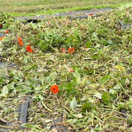 Out with the summer flowers, in with the fall planting! 🌱🍂

I&rsquo;m clearing out the field and putting a no-till experiment to work! Beds that aren&rsquo;t being planted will be covered with tarps for the winter to suppress weeds and let the soil
