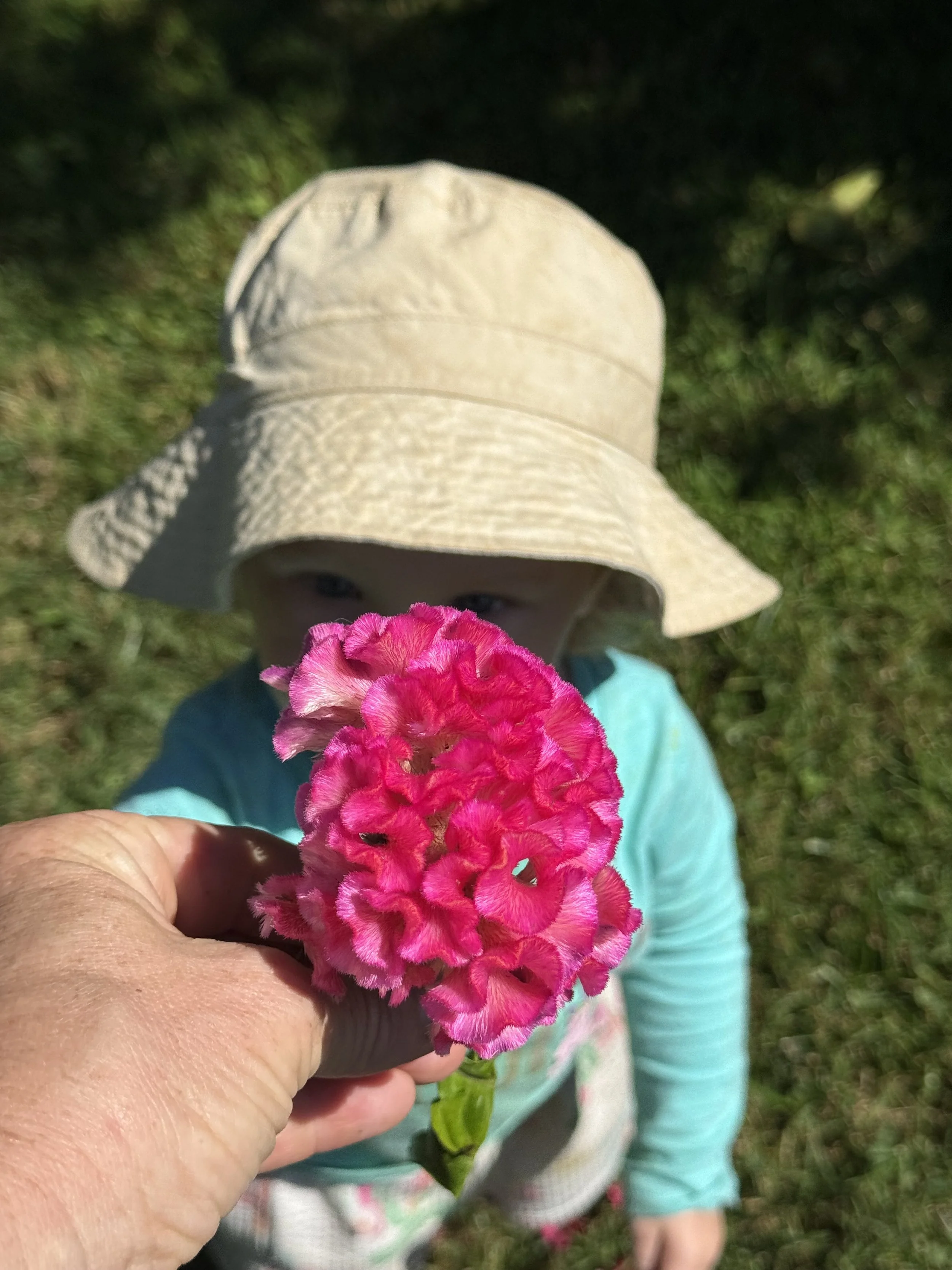 A person is holding a pink flower close to the camera, with a young girl wearing a beige sun hat and blue shirt in the background outdoors on grass.