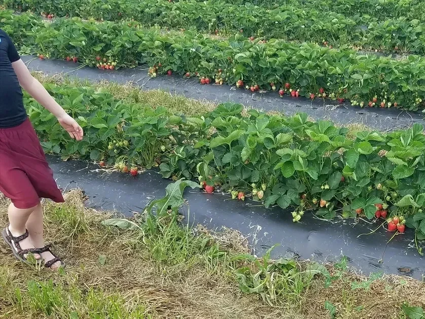 A person standing next to rows of strawberry plants in a field, with some strawberries ripening and visible on the plants.
