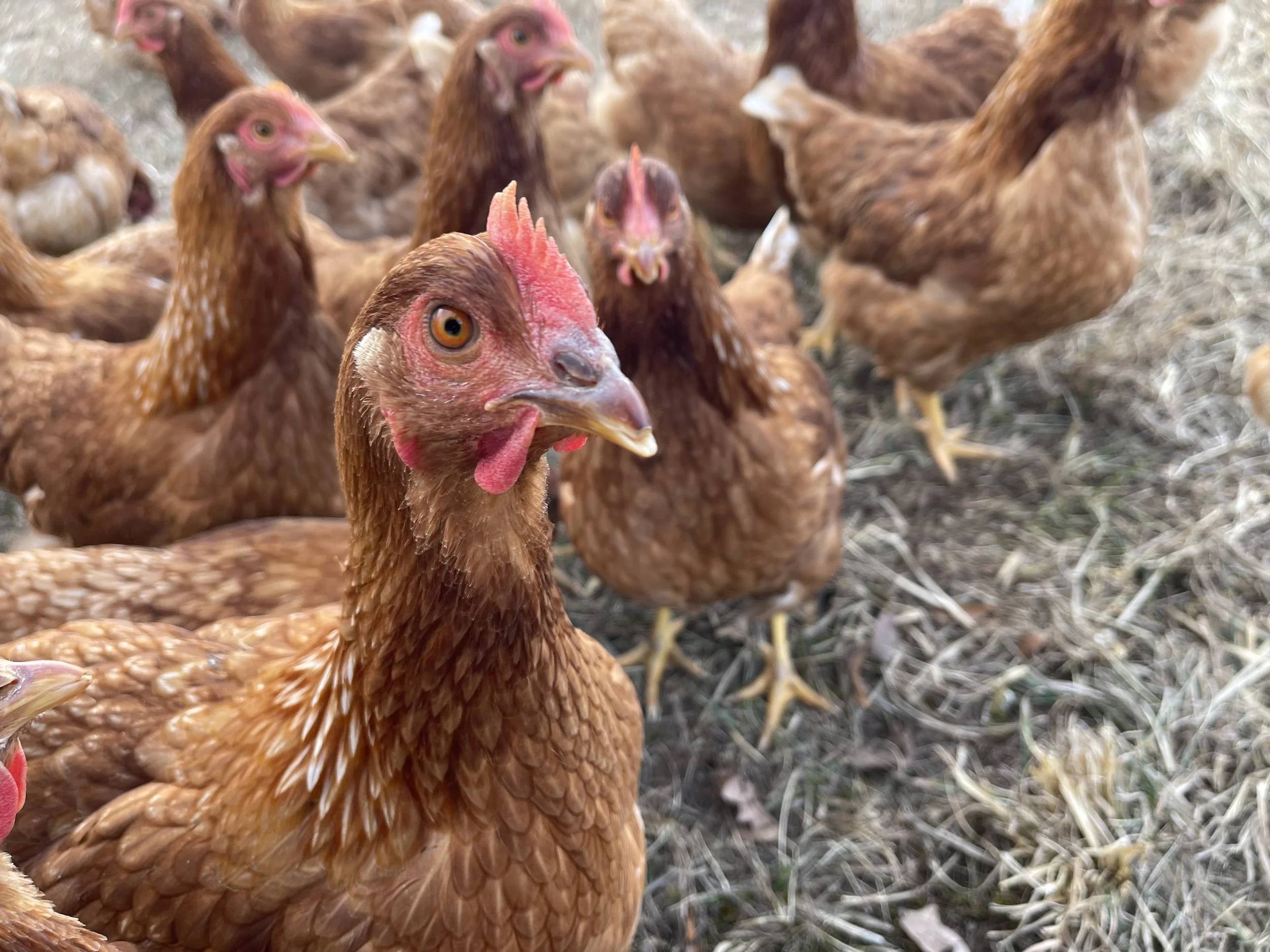 Close-up of a group of brown chickens on the ground, with one chicken prominently in the foreground looking at the camera.