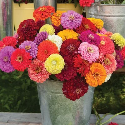 Zinnia Benary's Giant Mix