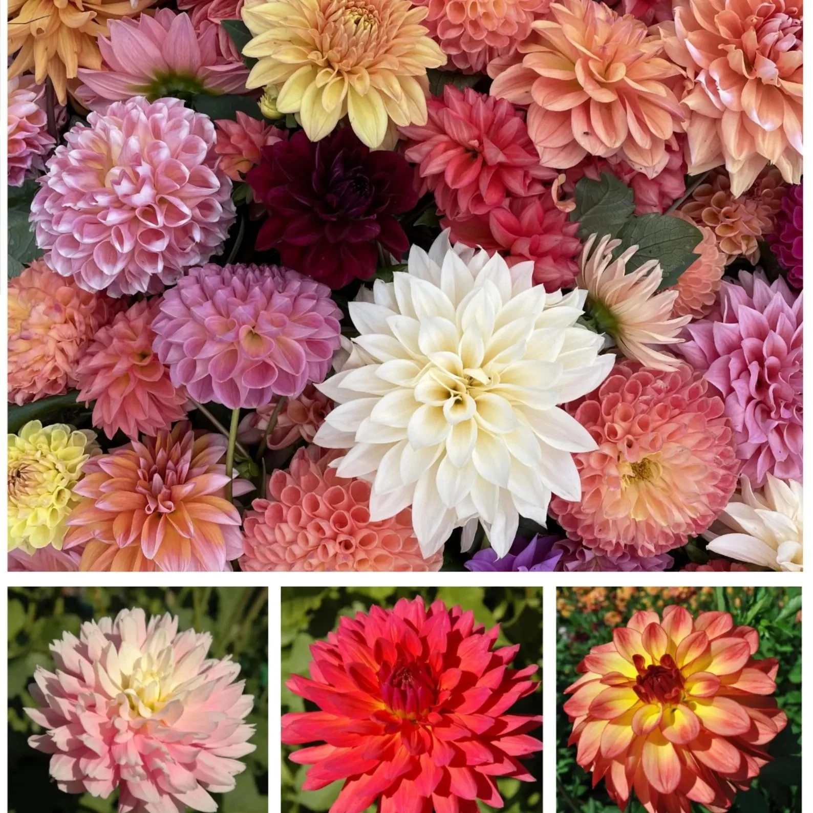 Dahlias