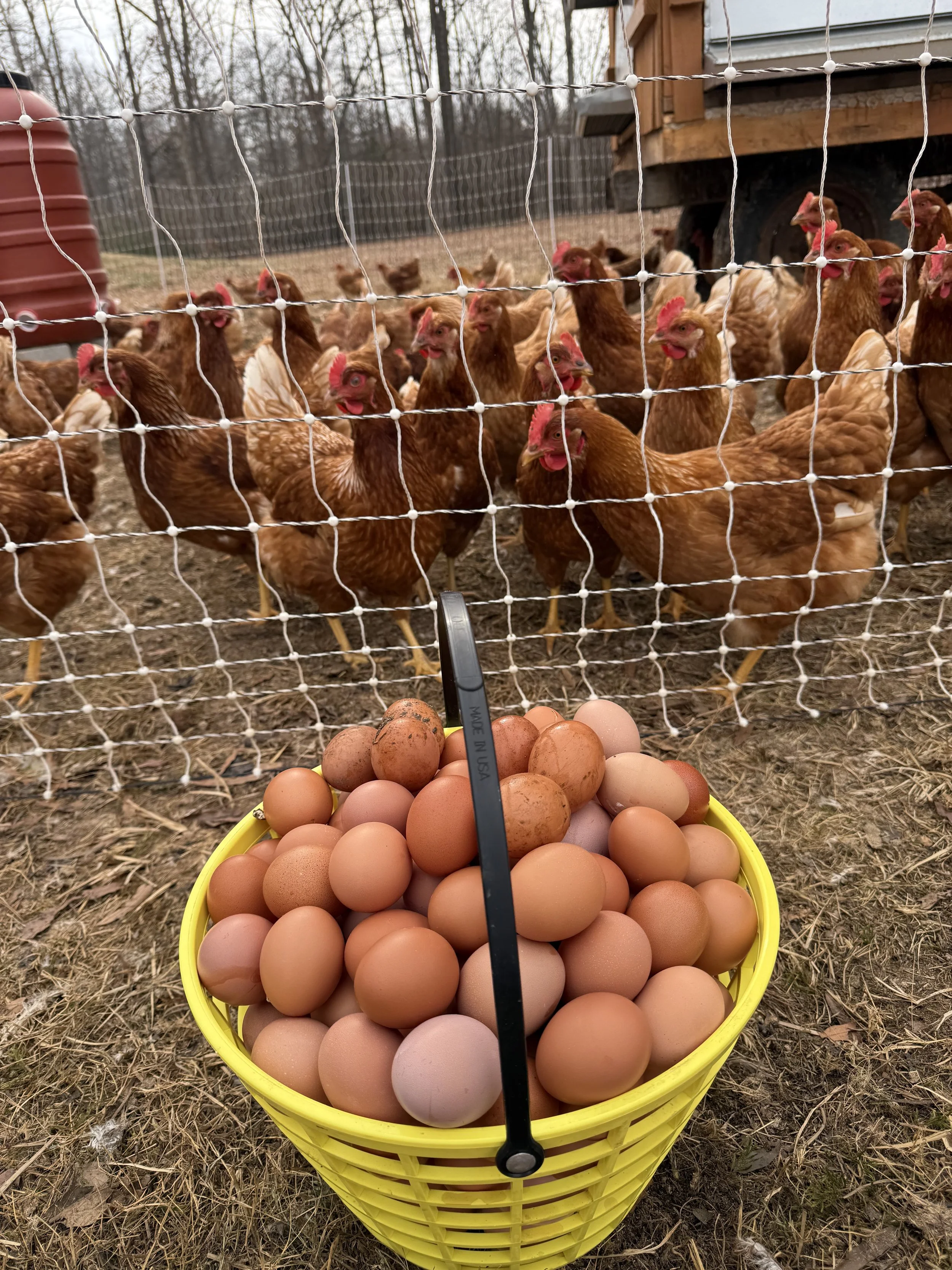 Yellow basket filled with brown eggs in front of a chicken coop with a wire fence, with chickens standing behind the fence.