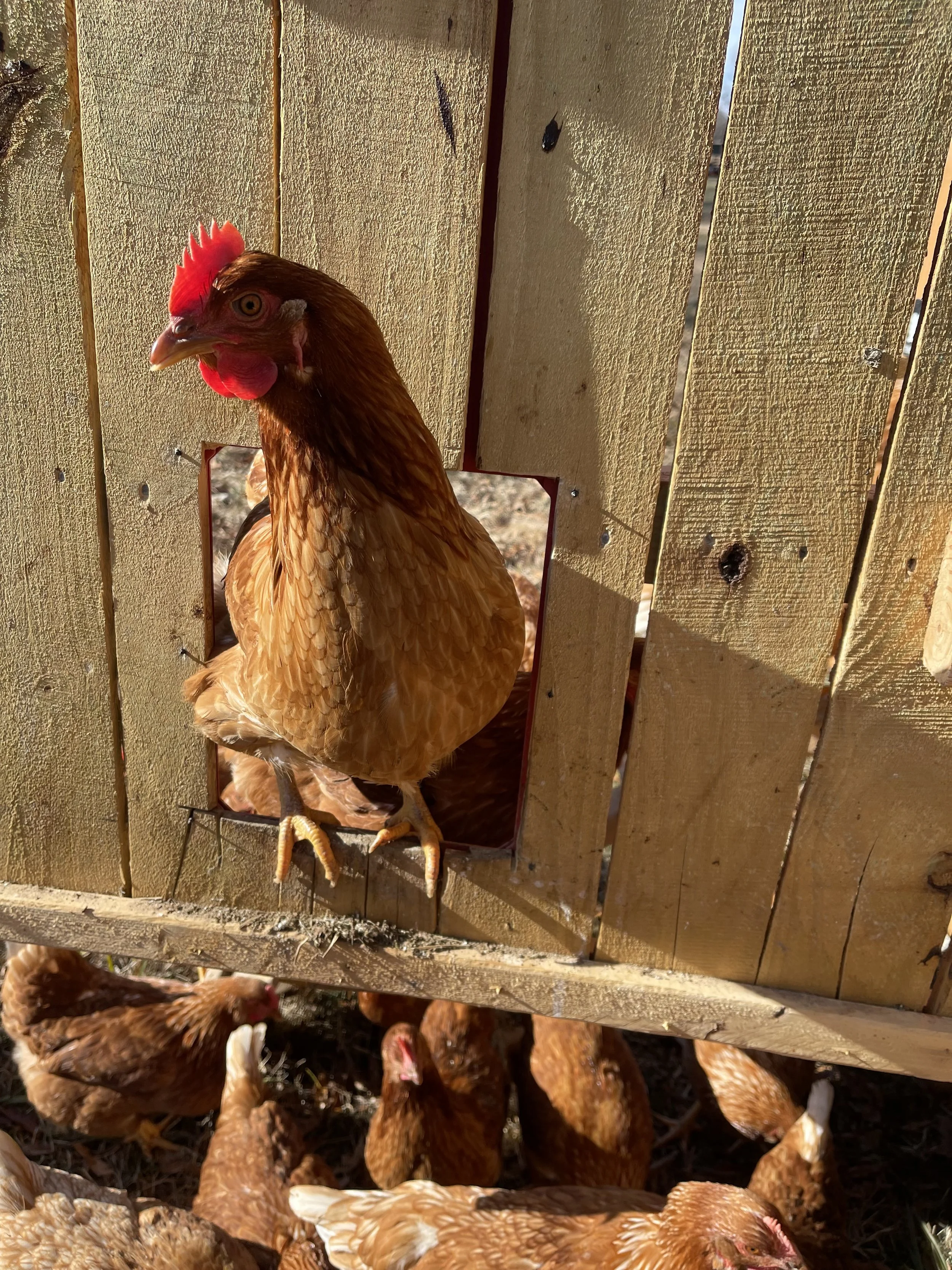 A brown hen peeking through a square hole in a wooden coop with multiple other chickens below.
