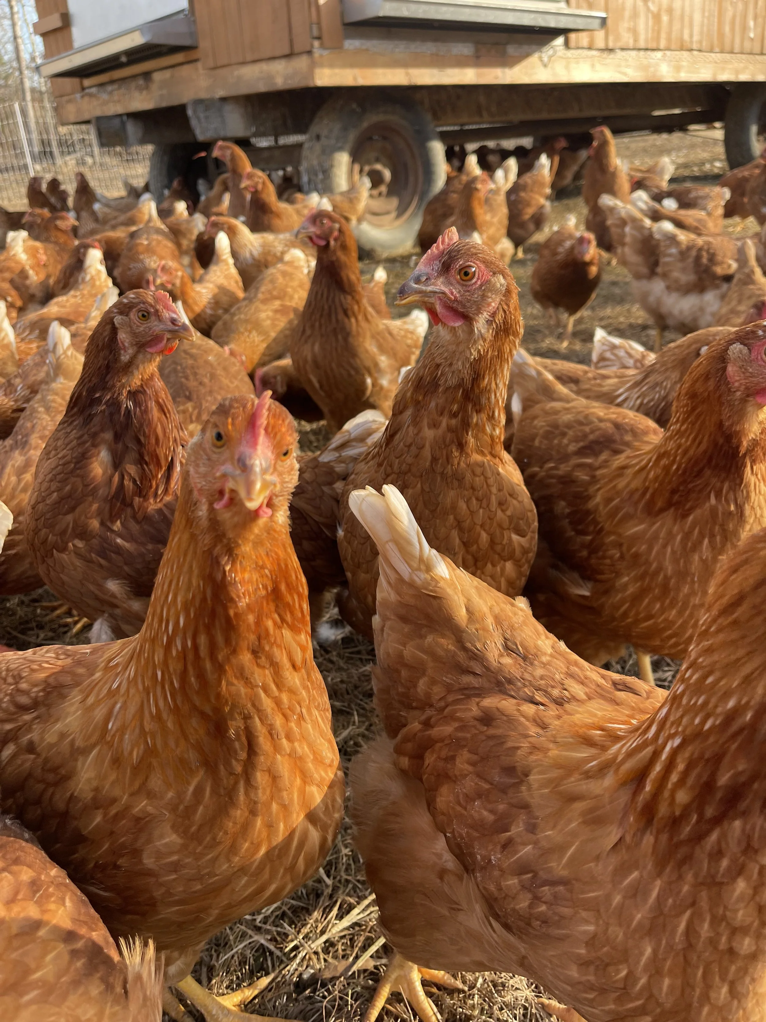 Group of brown chickens on a farm with a wooden coop and dirt ground.