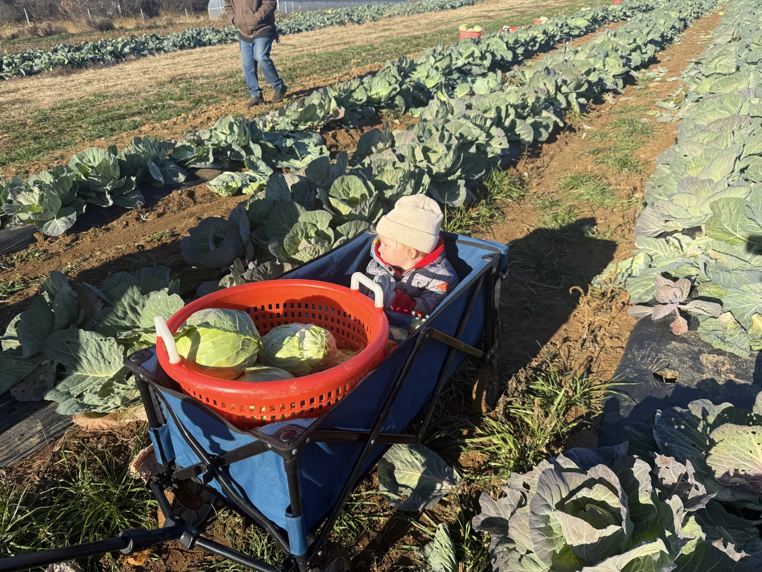 A child sitting in a wagon with a basket of cabbages, in a cabbage field, with an adult in the background.