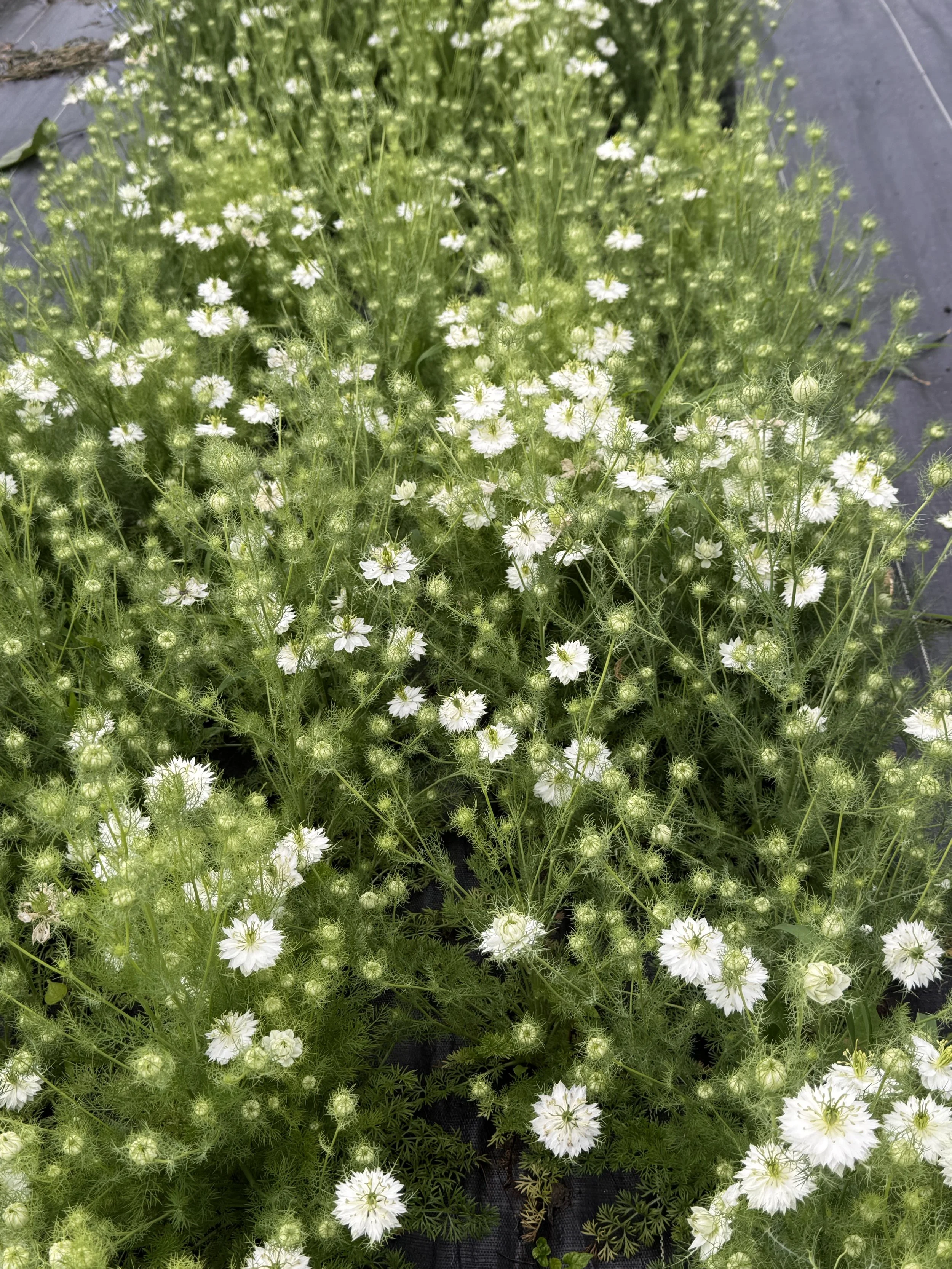 IMG_4279.jpeg