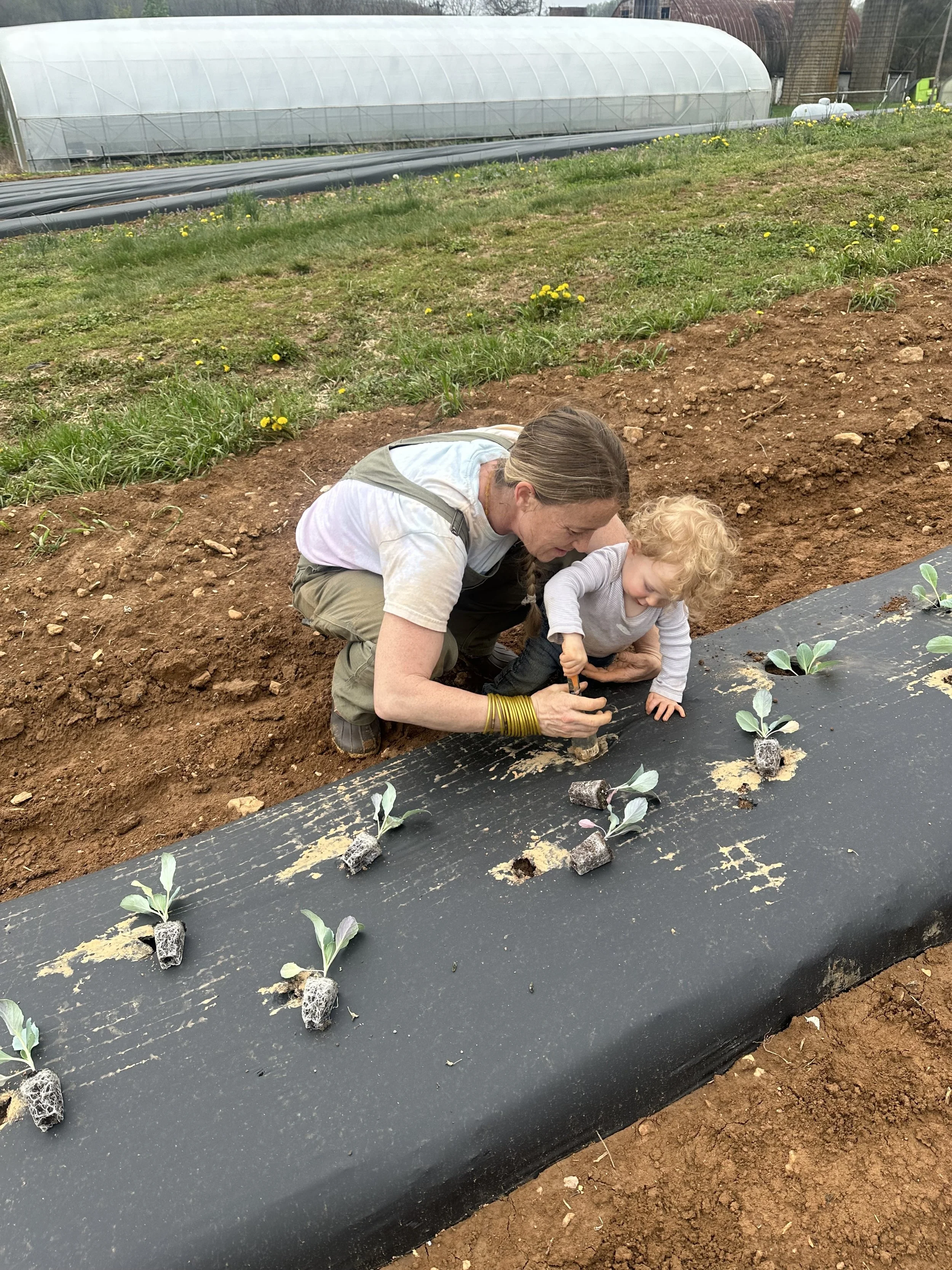 An adult and a child planting seedlings in a garden with black plastic mulch