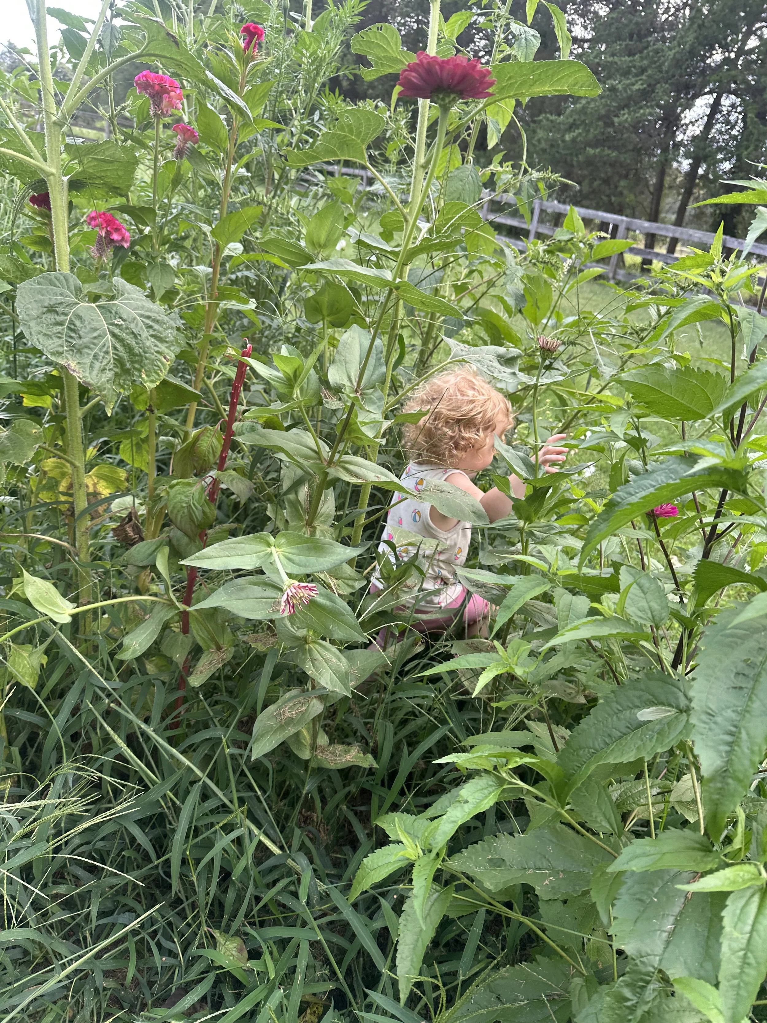 A young child with curly red hair, wearing a sleeveless shirt with colorful dots and pink shorts, is crouching among dense green plants, reaching out towards a pink flower, in an outdoor garden with trees and a wooden fence in the background.