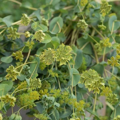 Bupleurum Green Gold