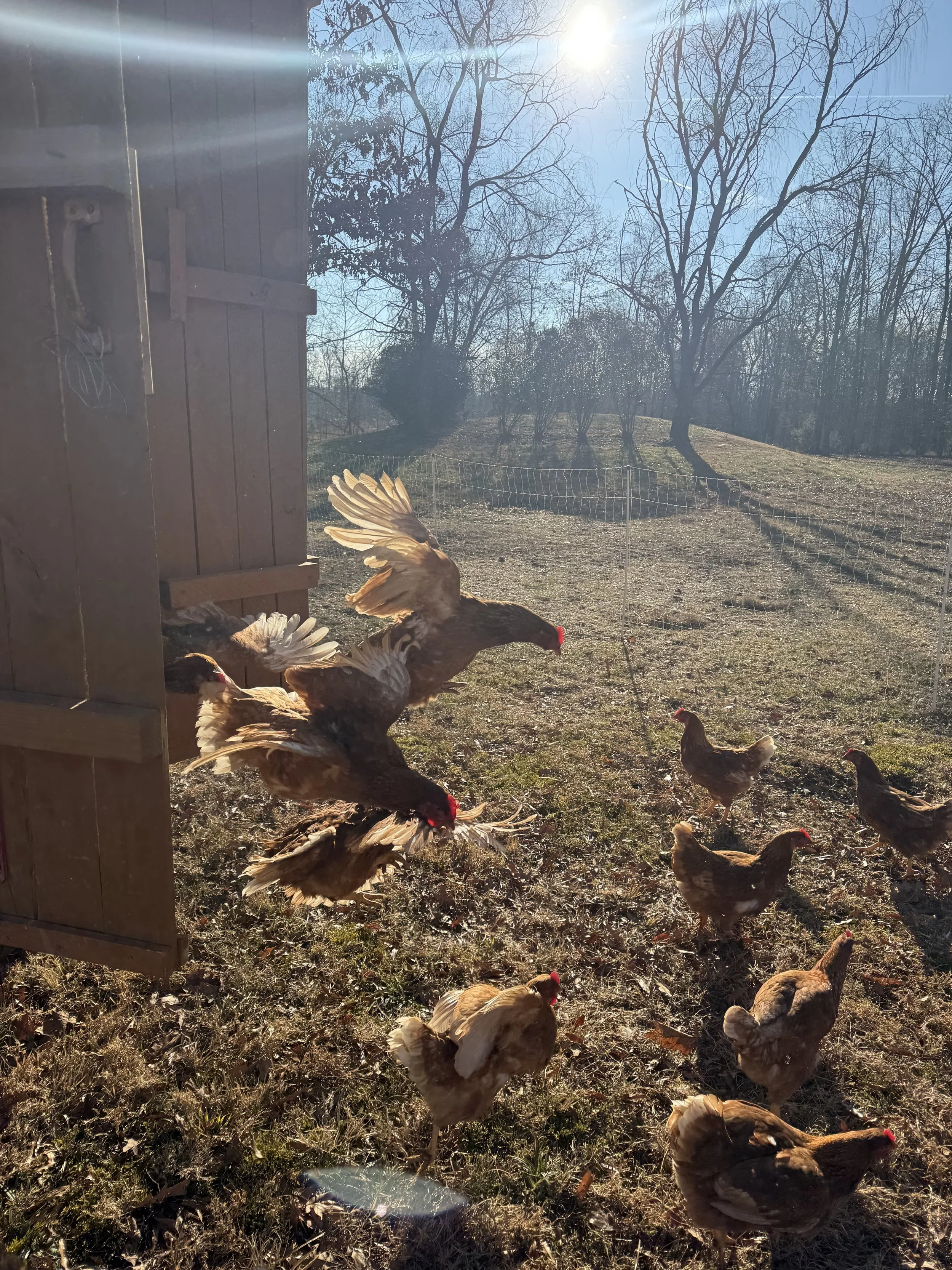 Chickens outside on a farmyard with trees and sunlight in the background.