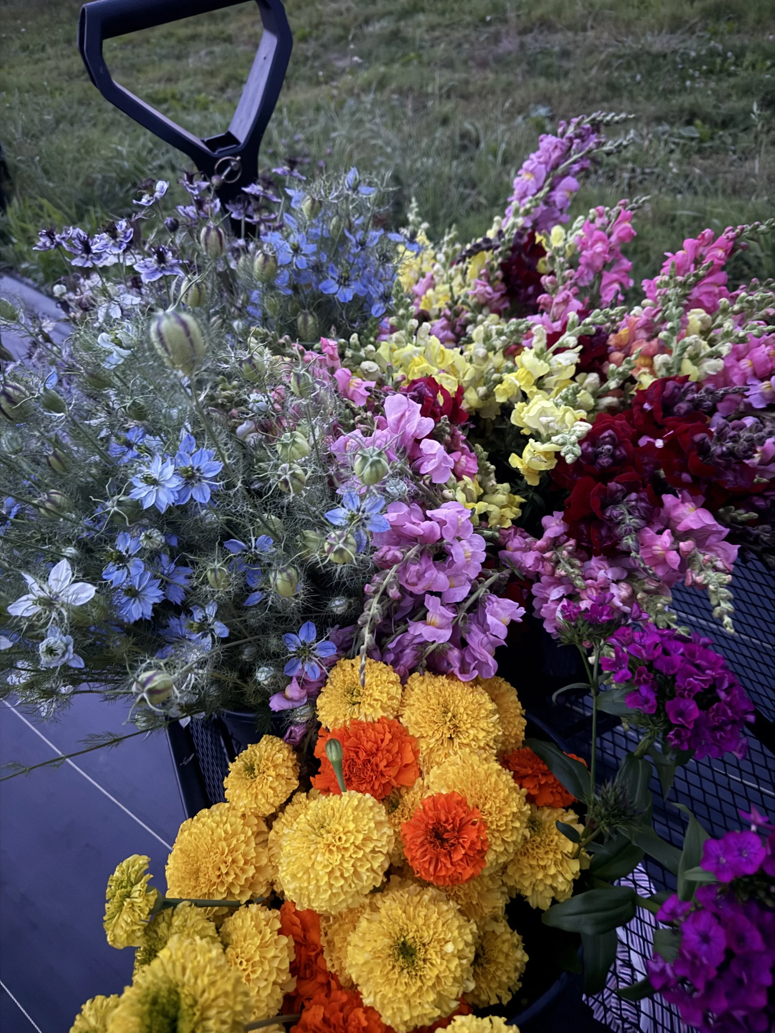 IMG_4479.jpeg