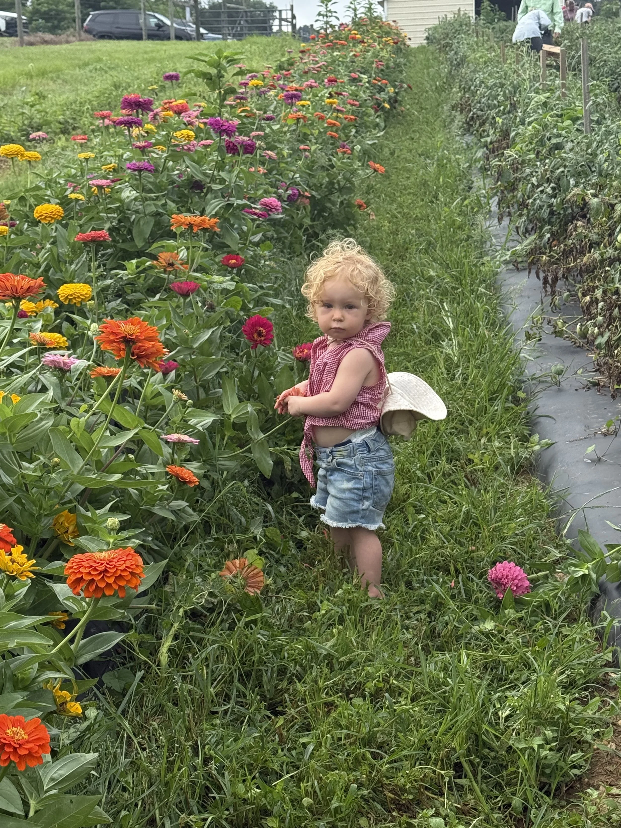 A young girl with curly blonde hair wearing denim shorts and a red checkered sleeveless top standing in a flower garden with colorful zinnias, holding a flower.