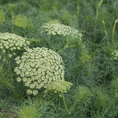 DAUCUS AMMI_greenmist.jpg (Copy) (Copy)