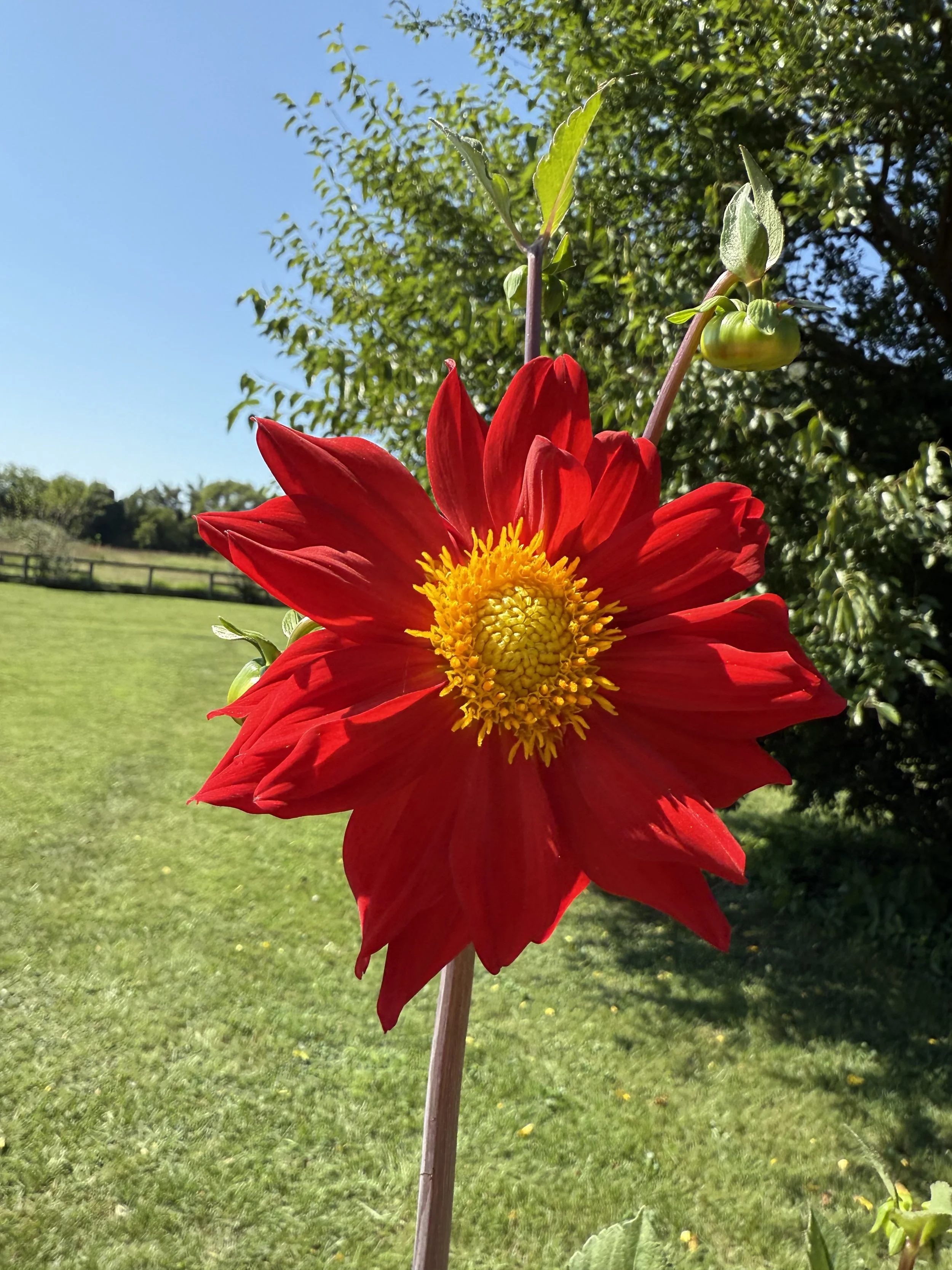 Vivid red dahlia flower with yellow center in a green outdoor setting under a clear blue sky.