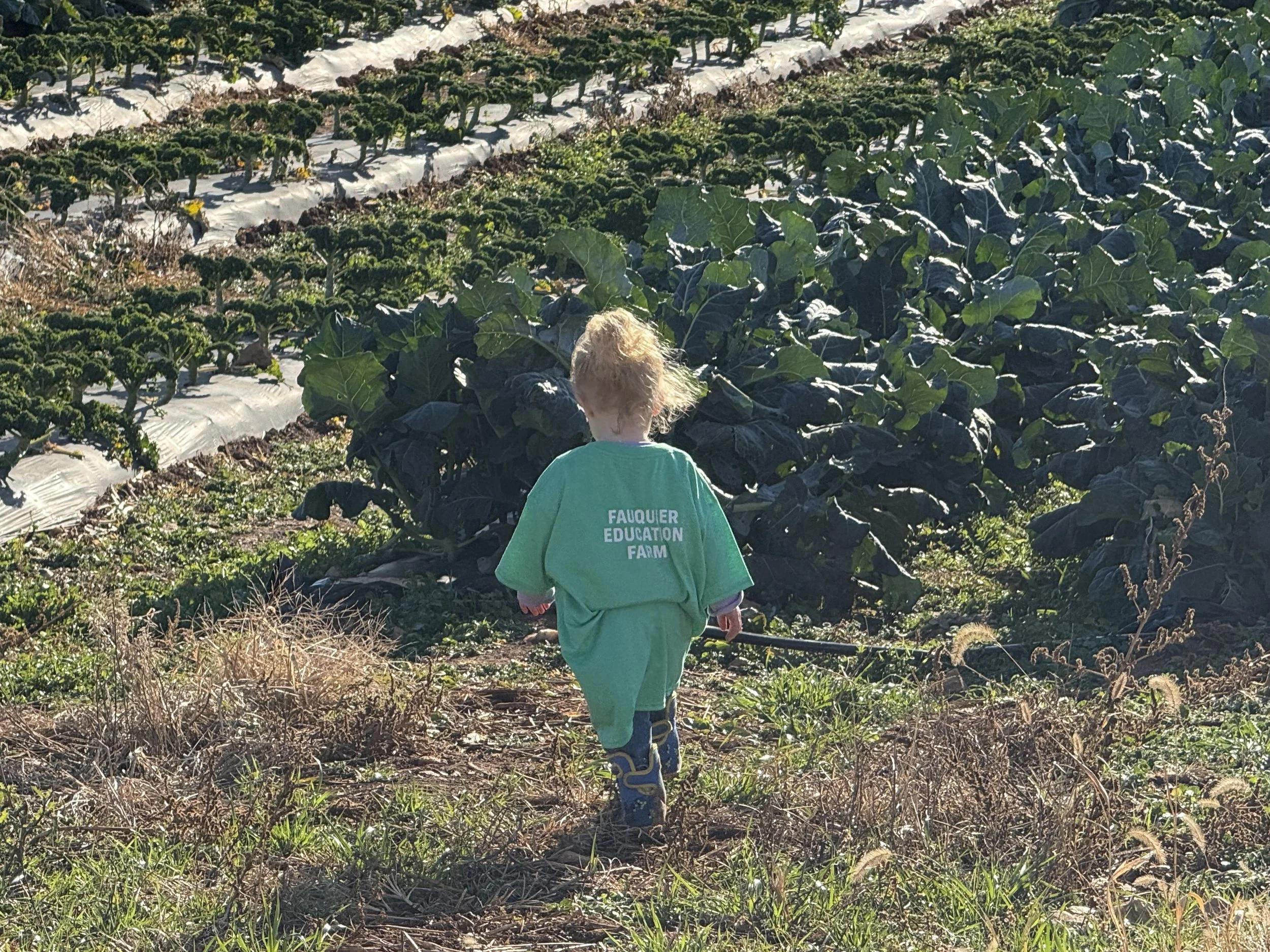 A young child walking through a farm field with rows of leafy green plants, wearing a green shirt with "Fauquier Education Farm" printed on the back.