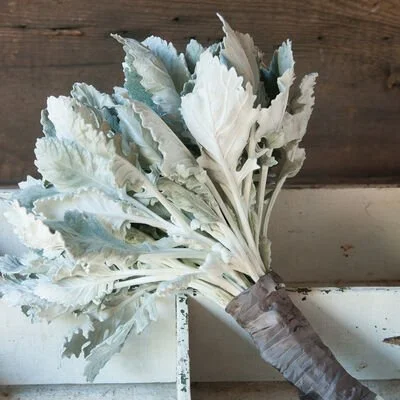 DUSTY MILLER_newlook.jpg