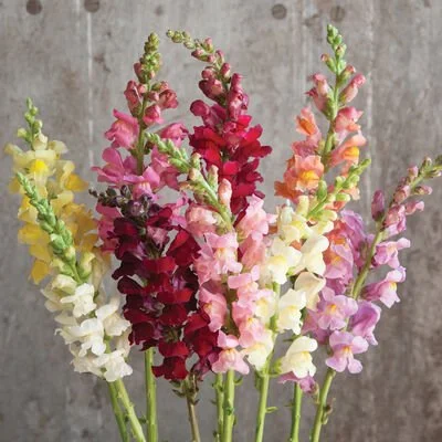 Snapdragons Rocket Mix