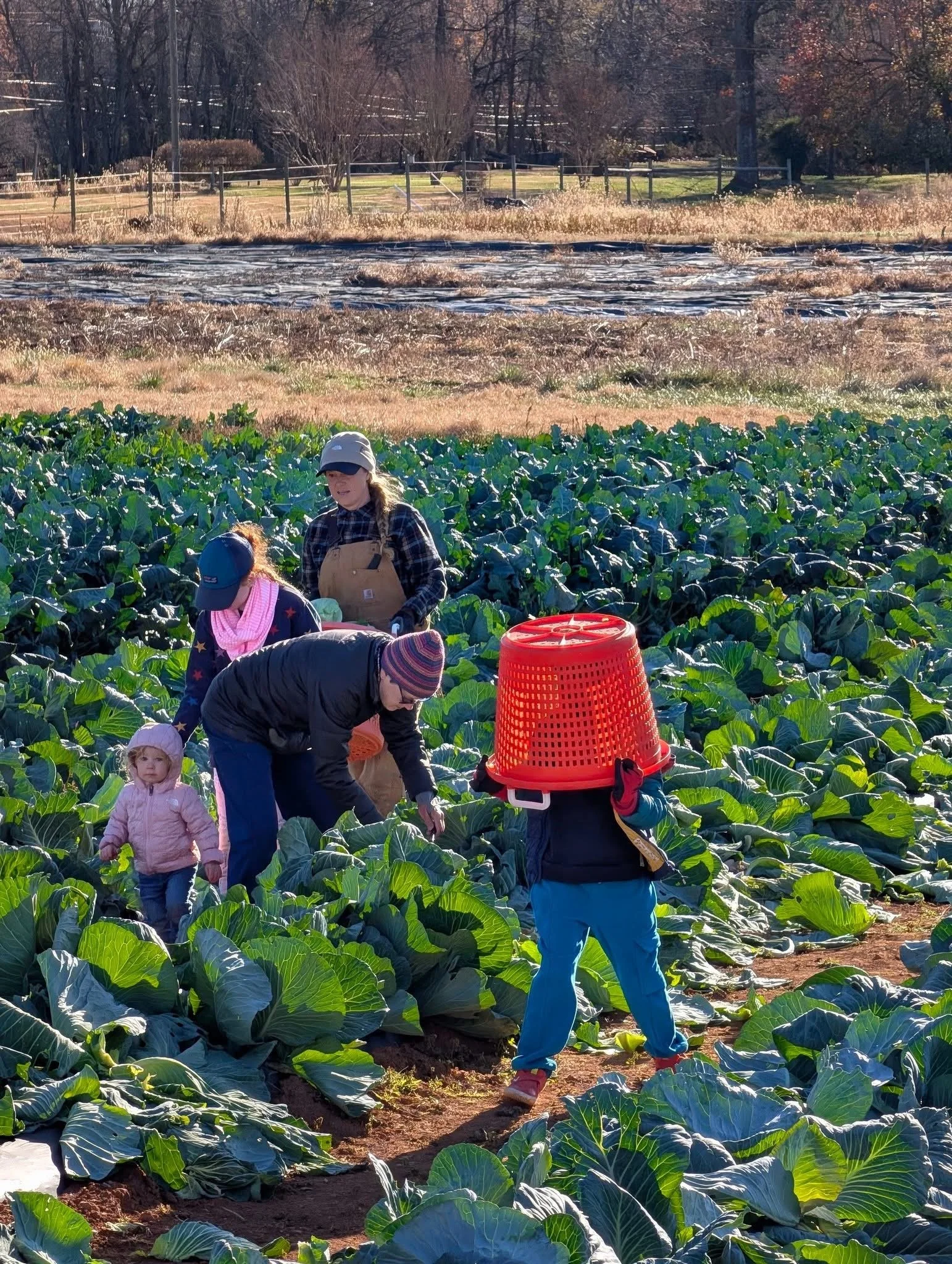 A family harvesting vegetables in a lush green field during daytime, with children and adults working together.