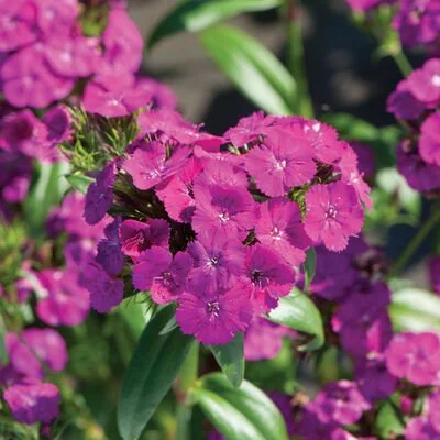 DIANTHUS_amazonneonpurple.jpg (Copy)