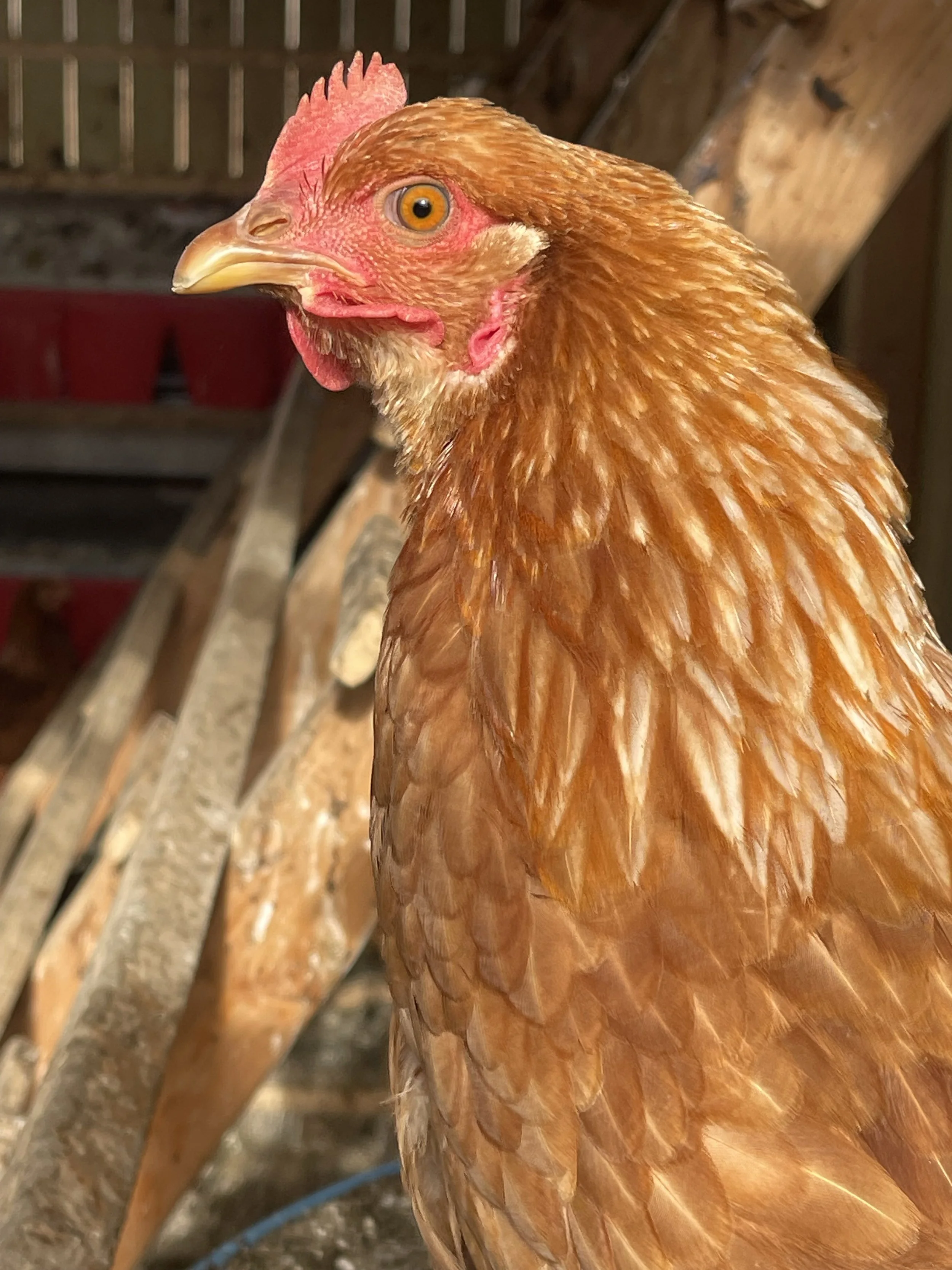 Close-up of a brown chicken with bright orange eyes inside a wooden coop.