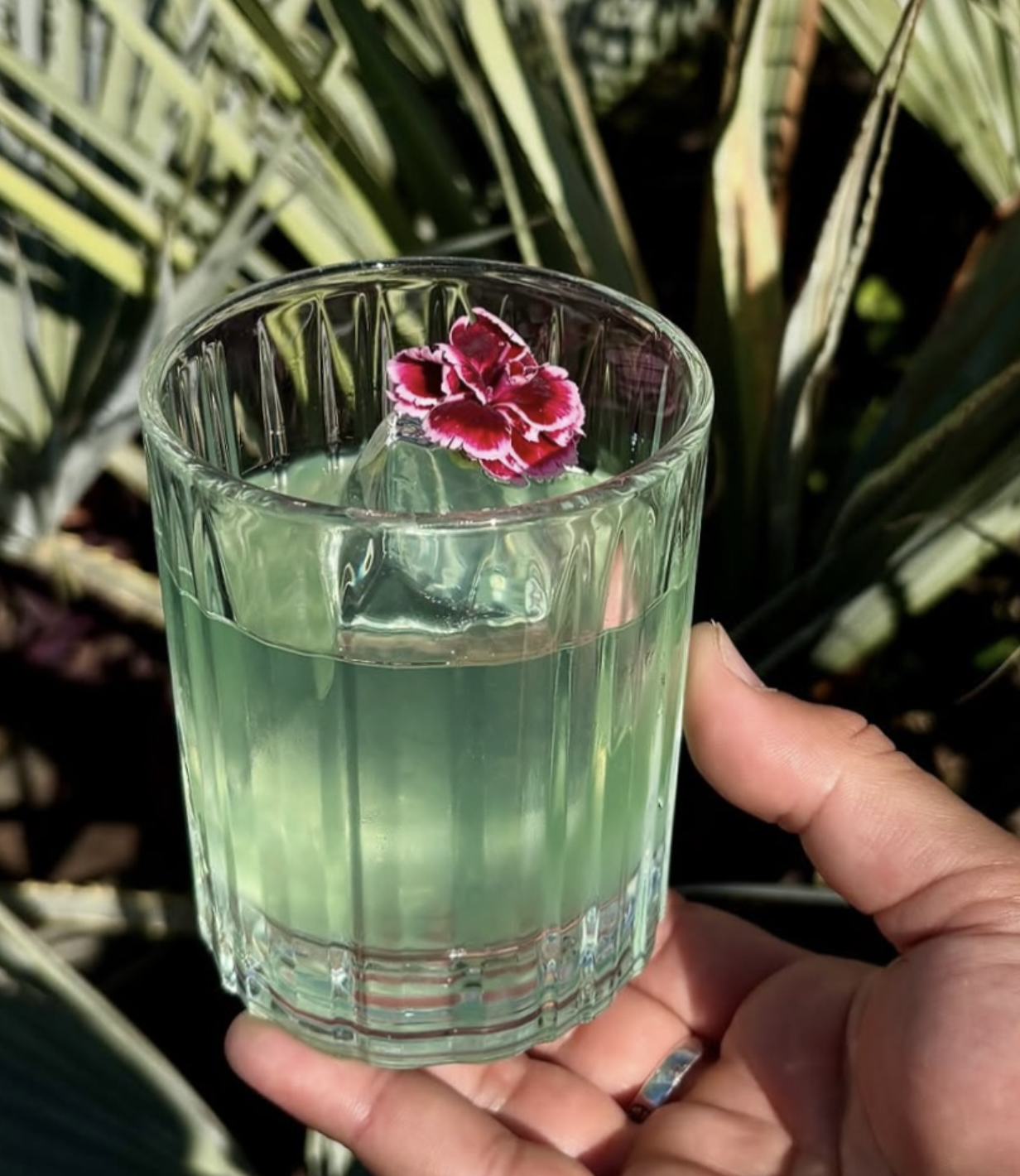 A hand holding an ice-cold cocktail on a crystal-clear ice cube garnished with a pink and red flower, with lush green foliage in the background.
