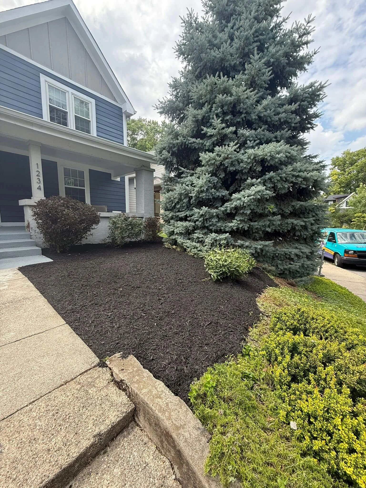 Front yard with a concrete walkway, a large evergreen tree, and bushes in front of a blue house with white trim.