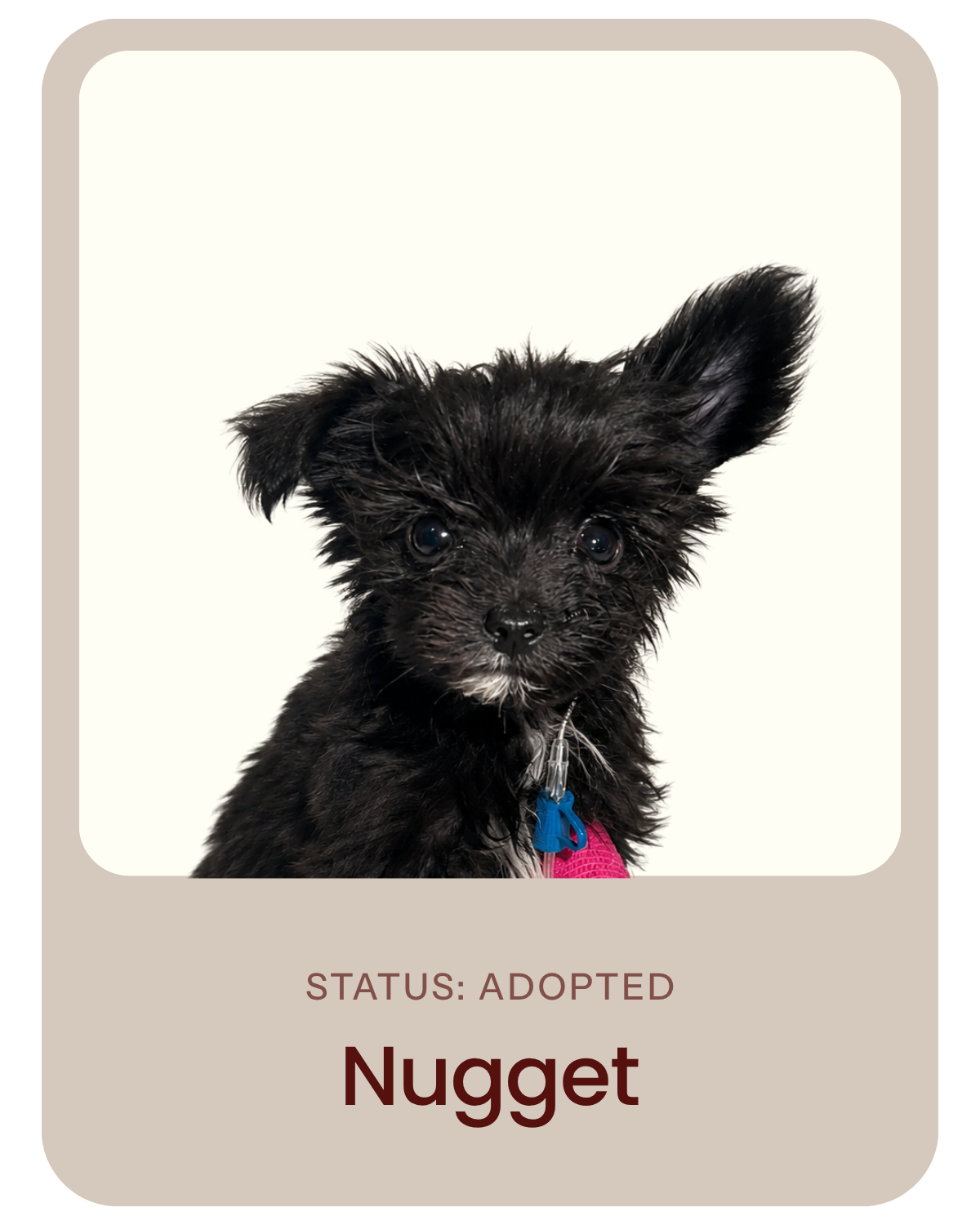 I've been adopted!
