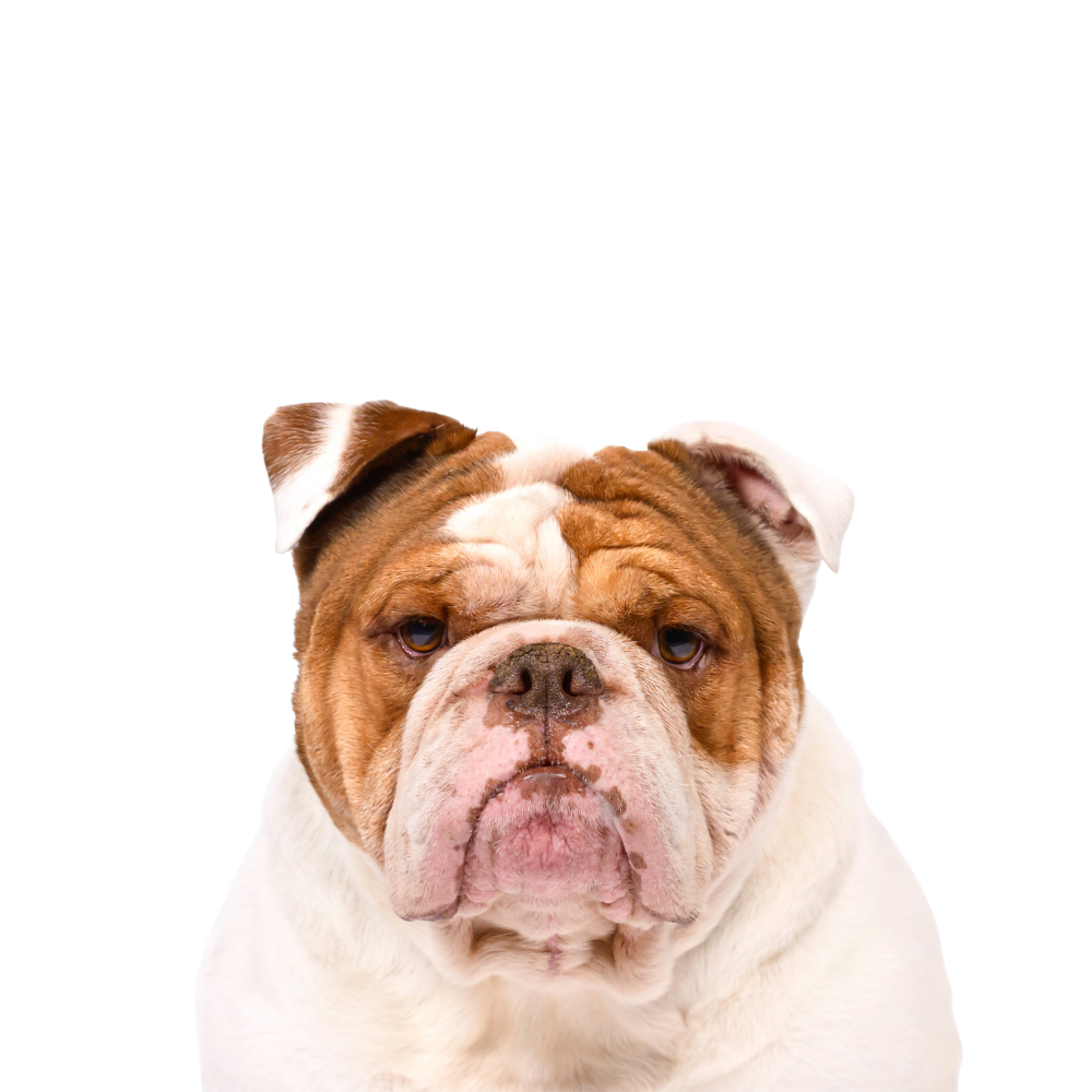Close-up of a Bulldog with a serious expression, looking directly at the camera.